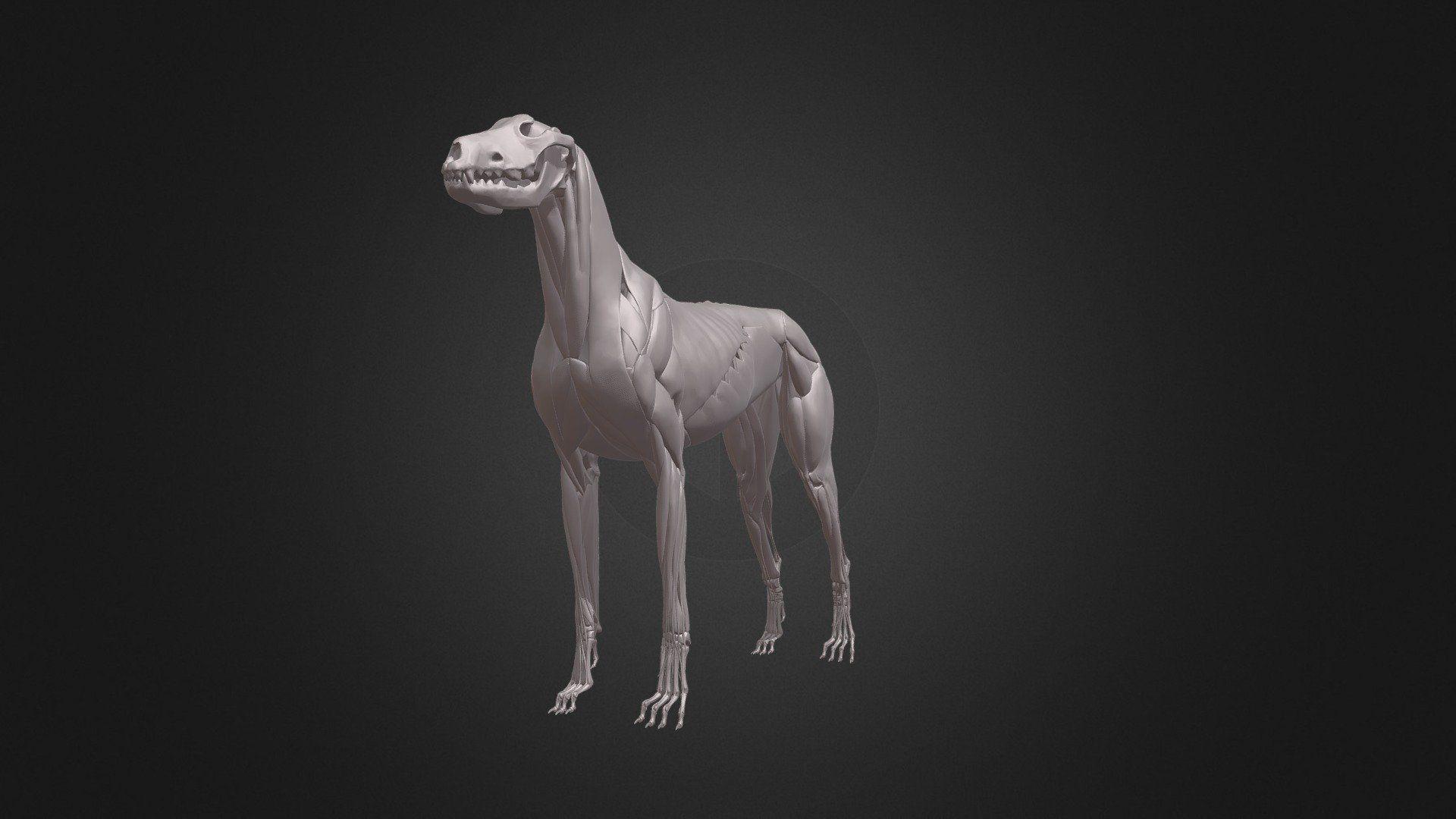 1920x1080 DOG ANATOMY model by zorrenhimself [a79b90c]