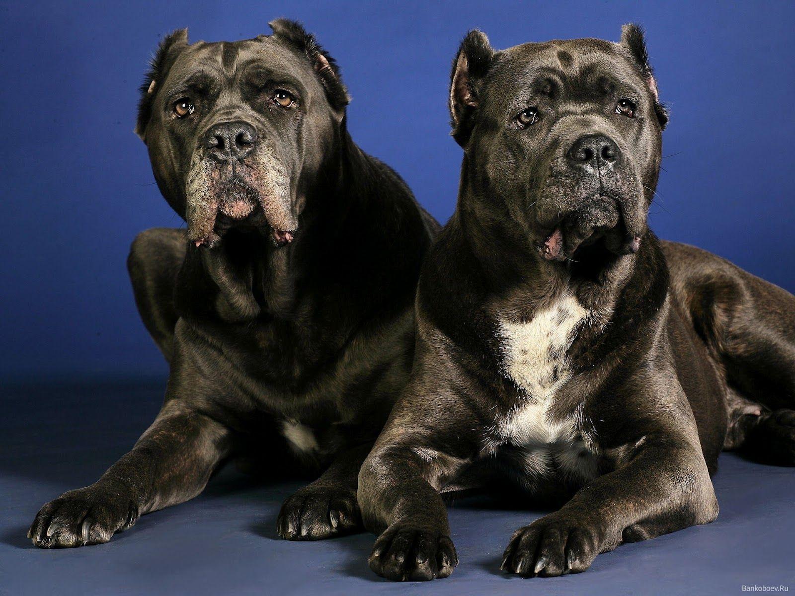 1600x1200 Cane Corso Wallpaper