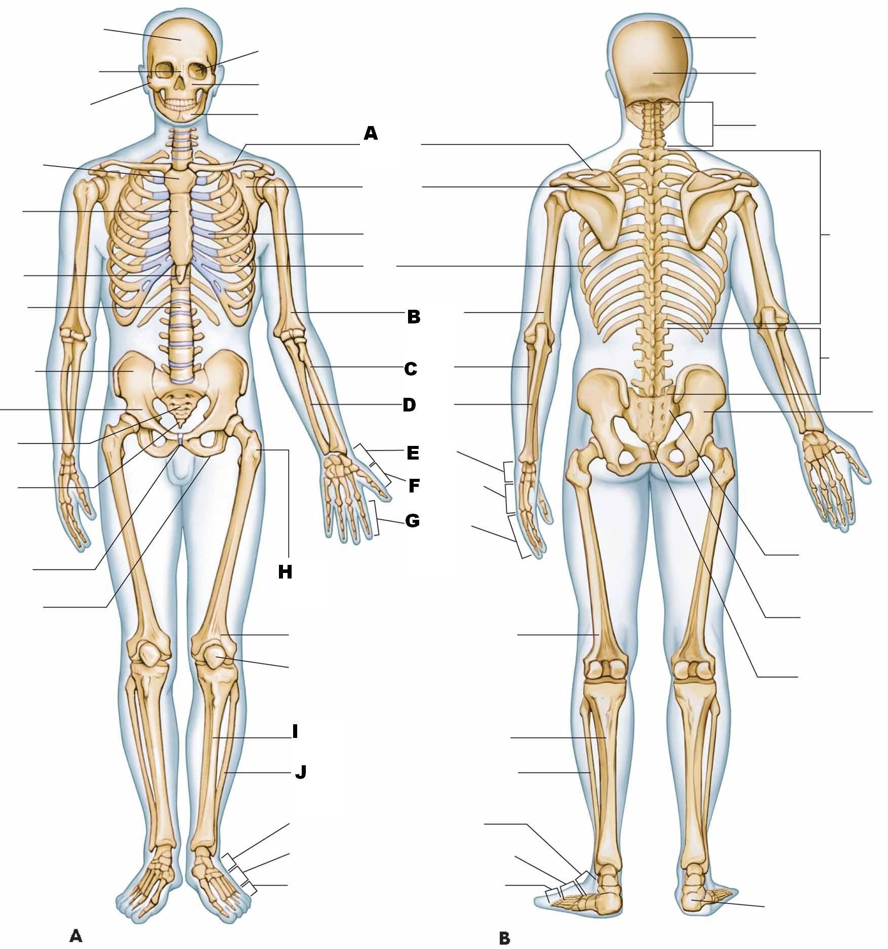 Anatomy and Physiology Wallpapers - Top Free Anatomy and Physiology ...