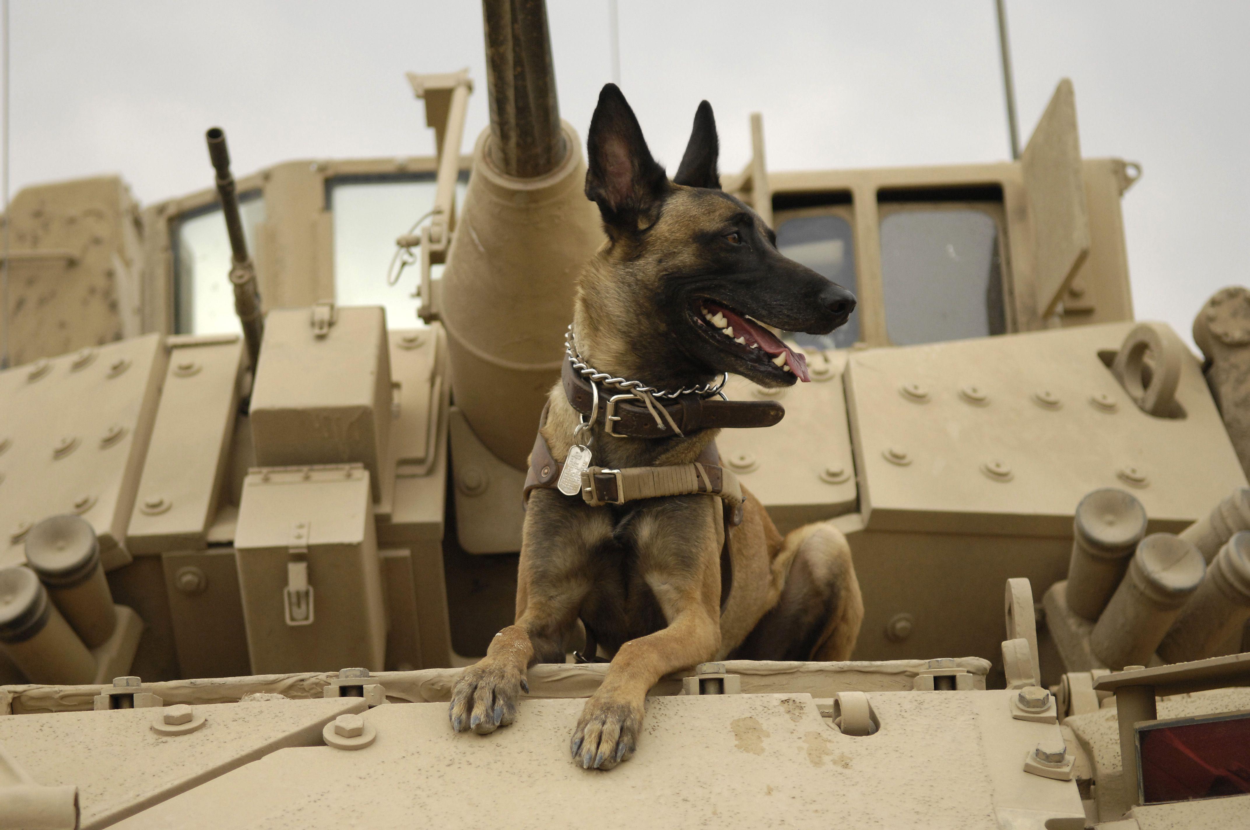 4288x2848 Dogs in warfare