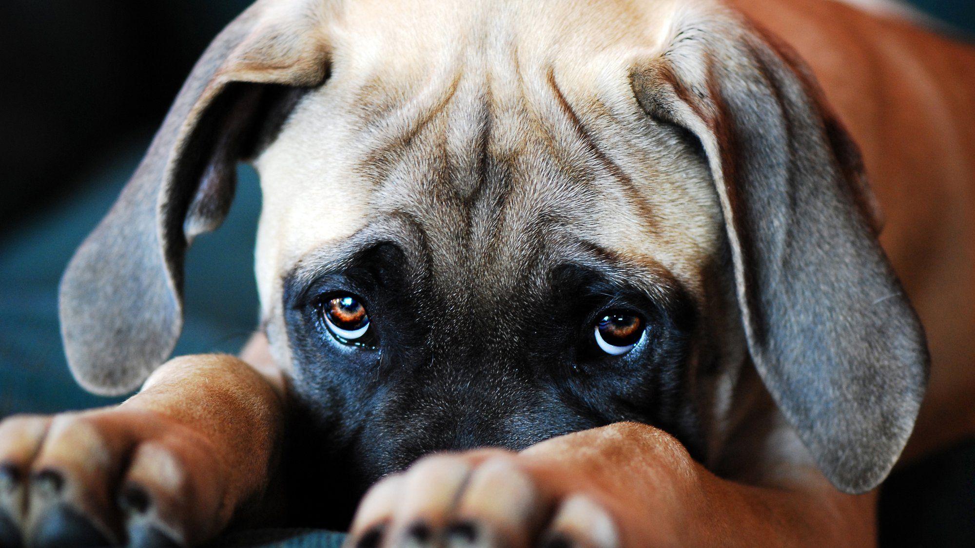 2000x1125 Canines evolved puppy dog eyes to woo human companions. NOVA. PBS