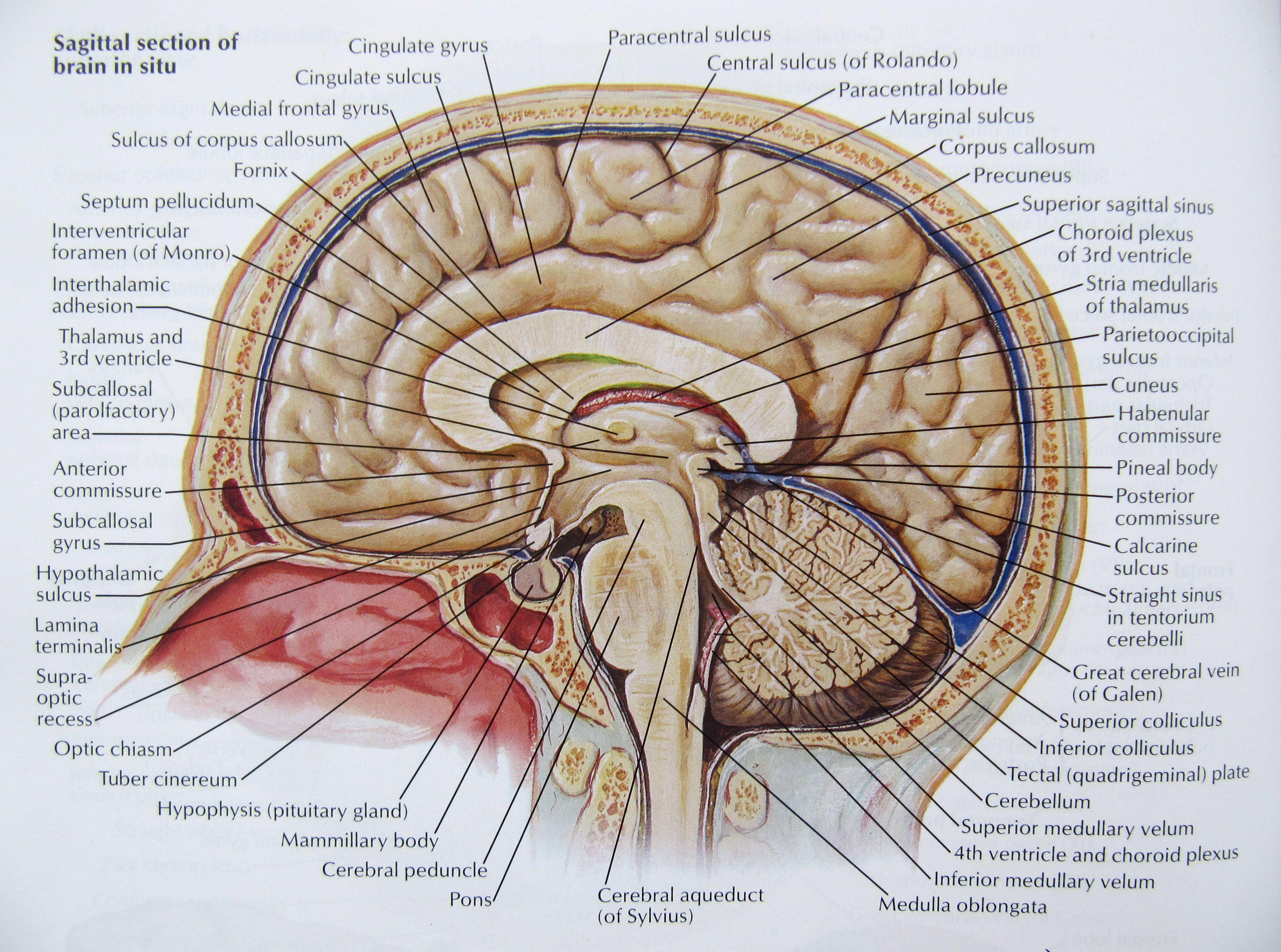 3813x2835 Brain Anatomy Wallpaper