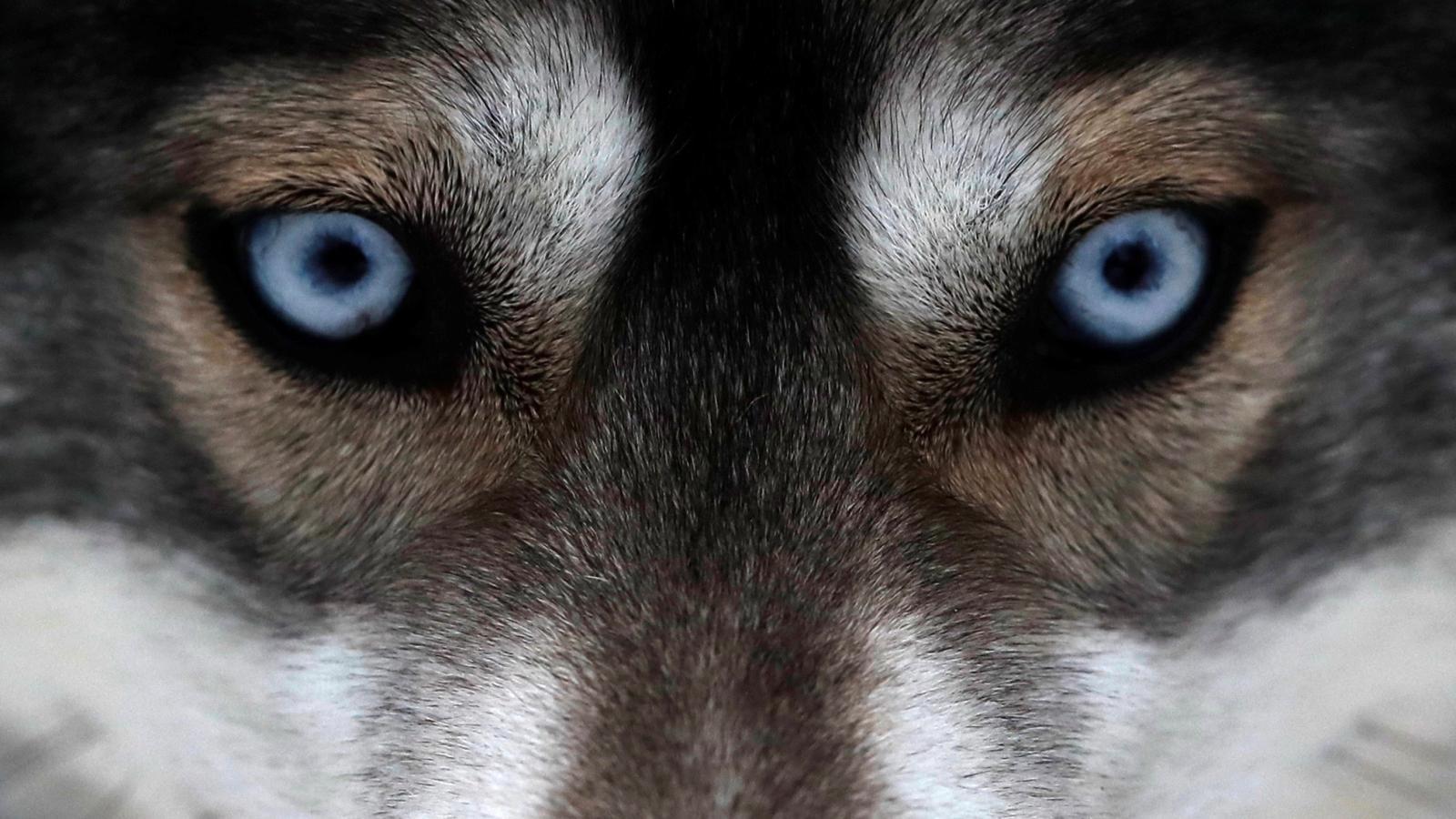 1600x900 What's it like to be a dog? Brain scans reveal the answers