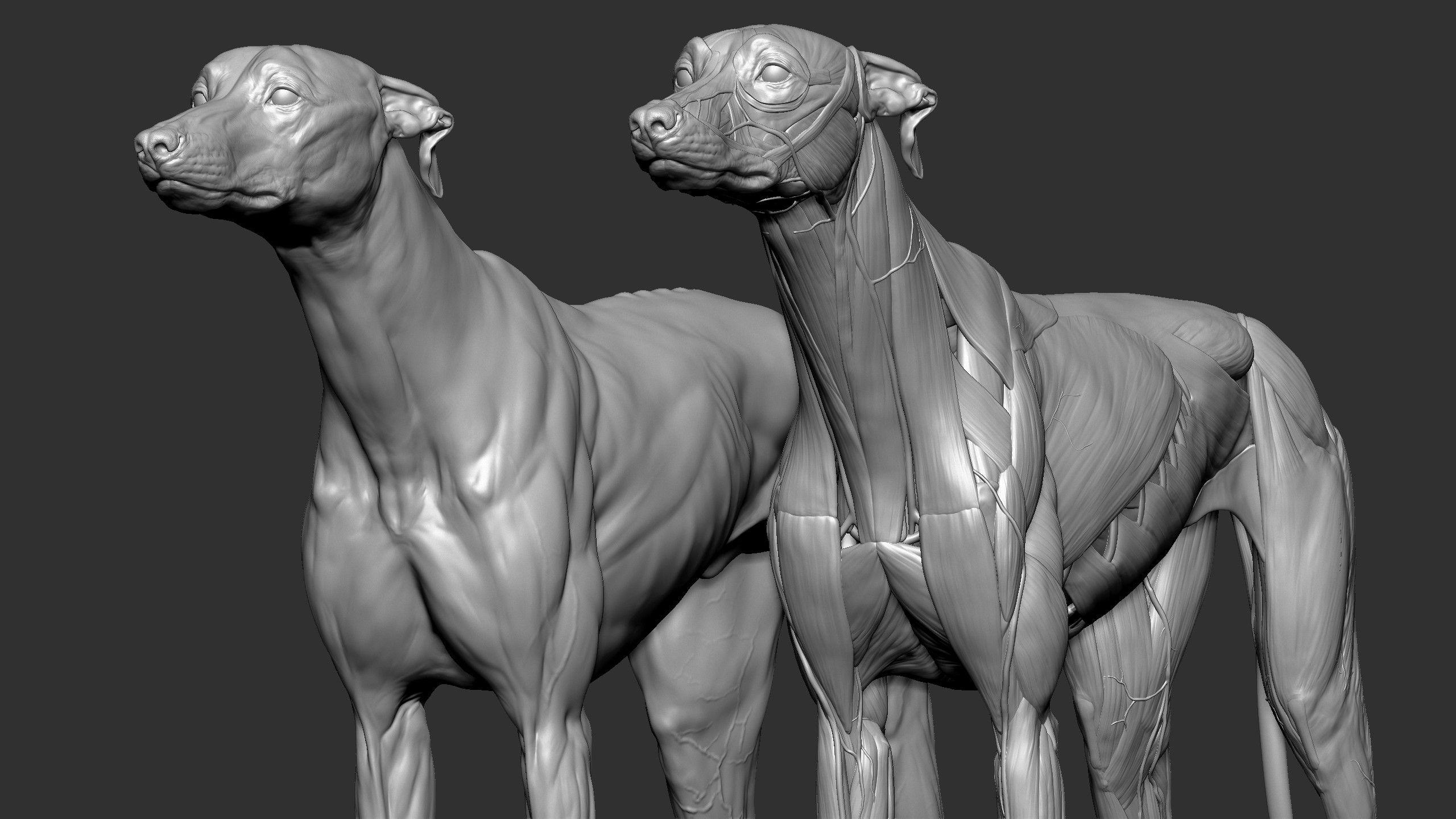 2560x1440 Dmitrii Prosov Anatomy Canine Ecorche