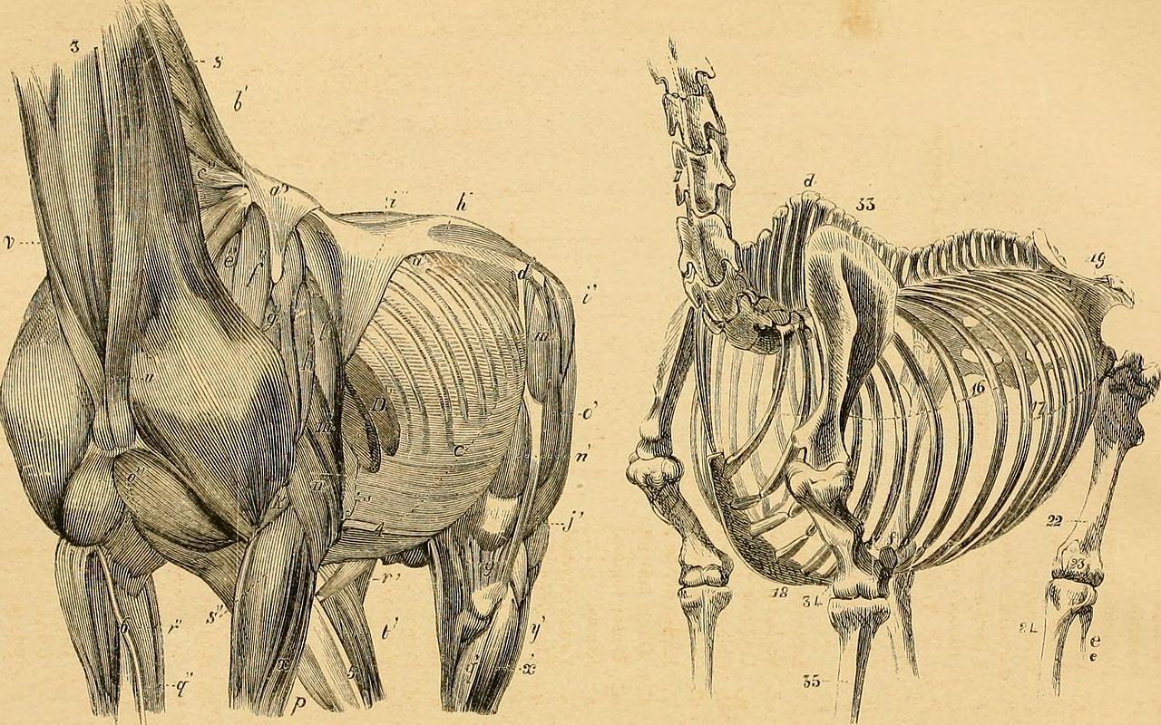 1280x800 The anatomy and physiology of the horse anatomical and questional illustrations, also, a series of examinations on equine anatomy and physiology, with instructions in reference