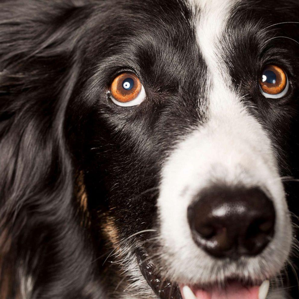 992x992 Dogs developed a range of facial expressions after humans domesticated them, study says