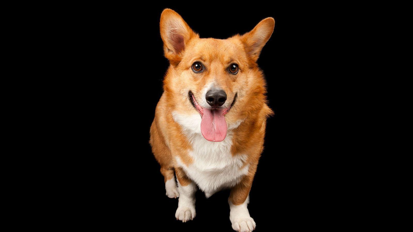 1600x900 Your Dog Knows How You Feel—Here's How