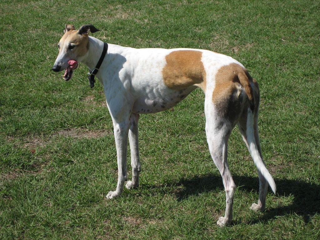 1024x768 Greyhound