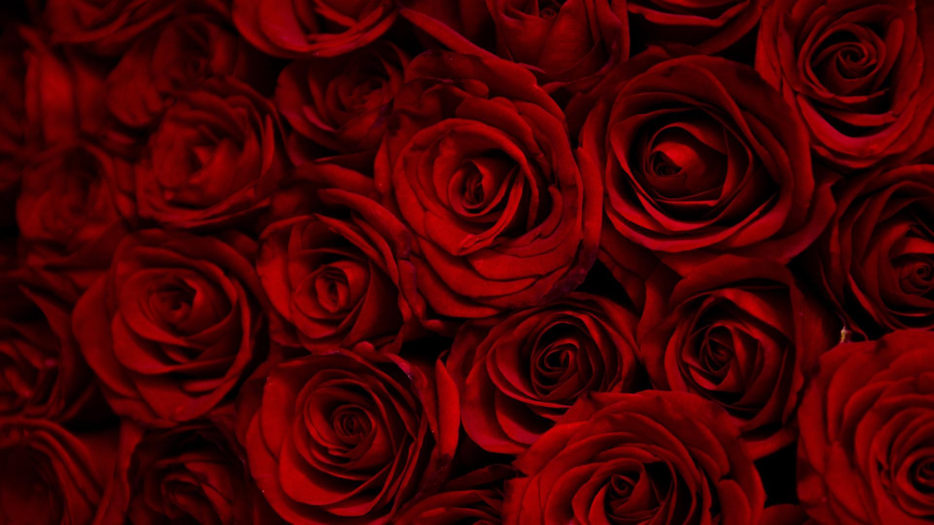 1920x1080 iPhone Dark Red Rose Wallpaper HD