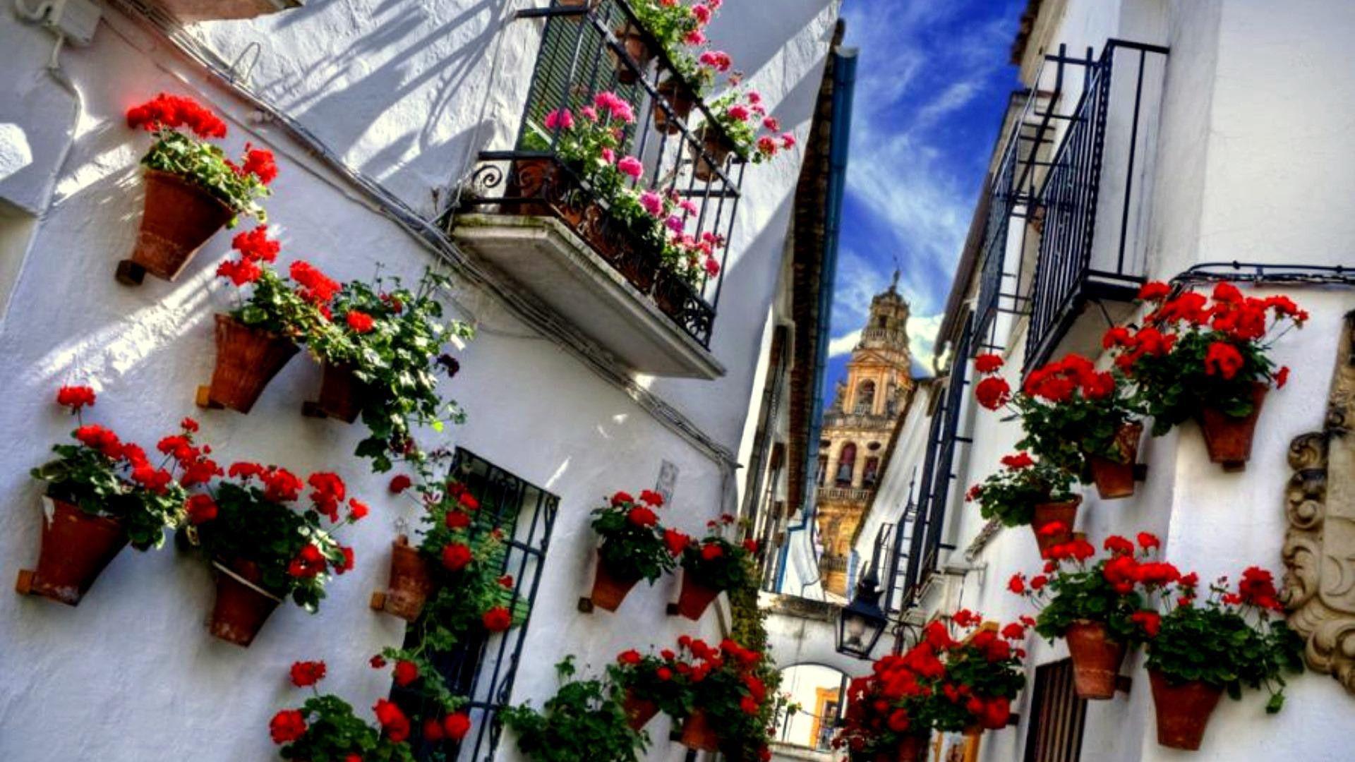 1920x1080 Cordoba Flowers HD desktop wallpaper : Widescreen : High Definition