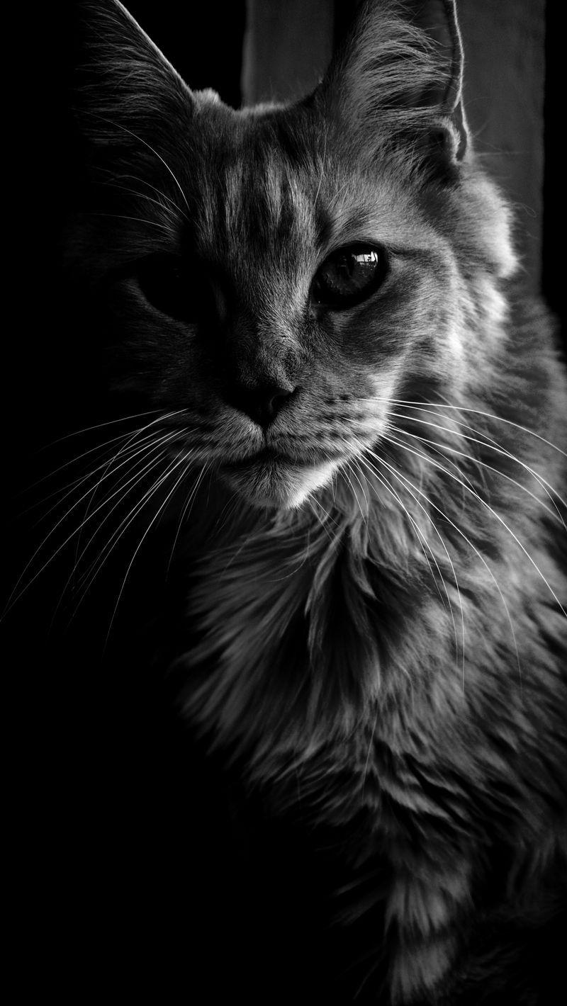 800x1420 Download Wallpaper 800x1420 Maine Coon, Cat, Bw, Fluffy, Pet Iphone Se 5s 5c 5 For Parallax HD Background