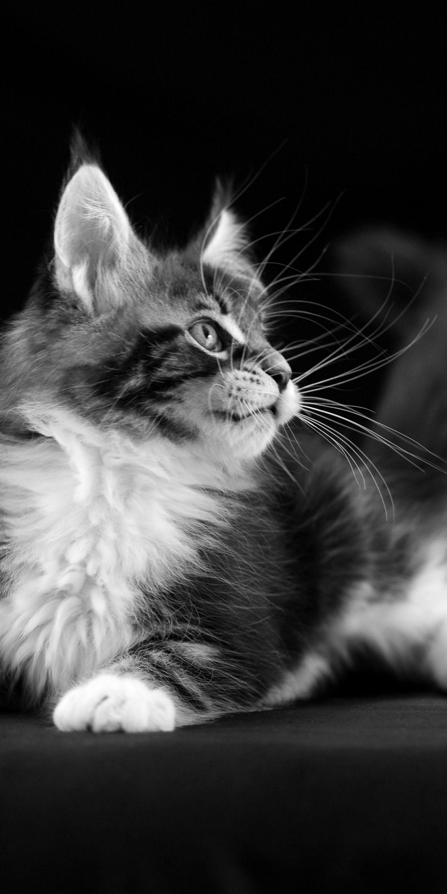 1440x2880 cat wallpaper. Maine coon: iphone mobile wallpaper 7387897