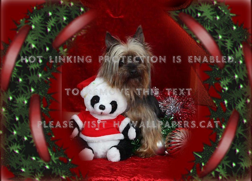 Christmas Yorkie Wallpapers - Top Free Christmas Yorkie Backgrounds