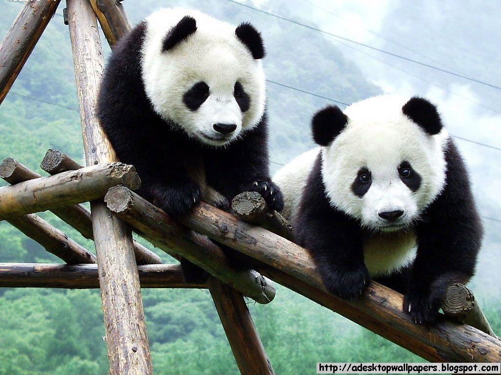 1024x768 Panda Wallpaper for Computer