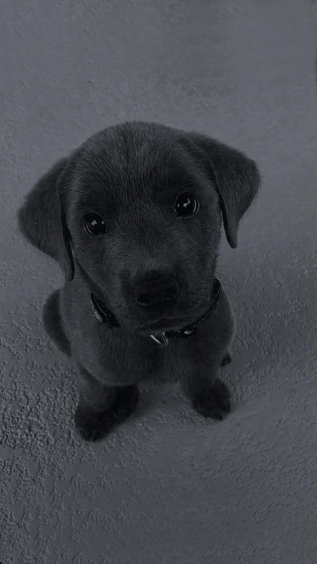 1080x1920 Black Puppy Wallpaper. Black puppy, Puppy wallpaper, Puppies