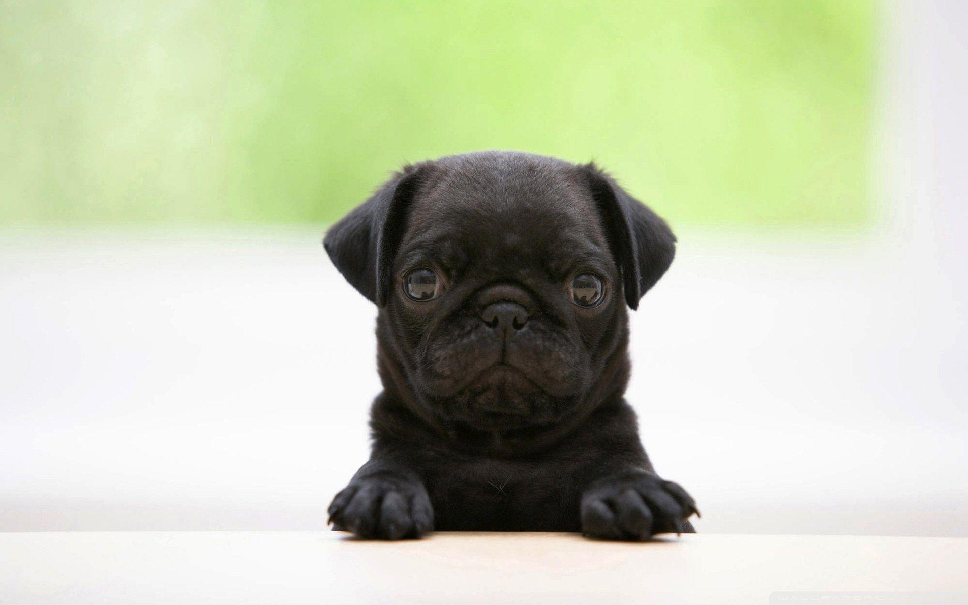 1920x1200 Pug Puppy Wallpaper HD