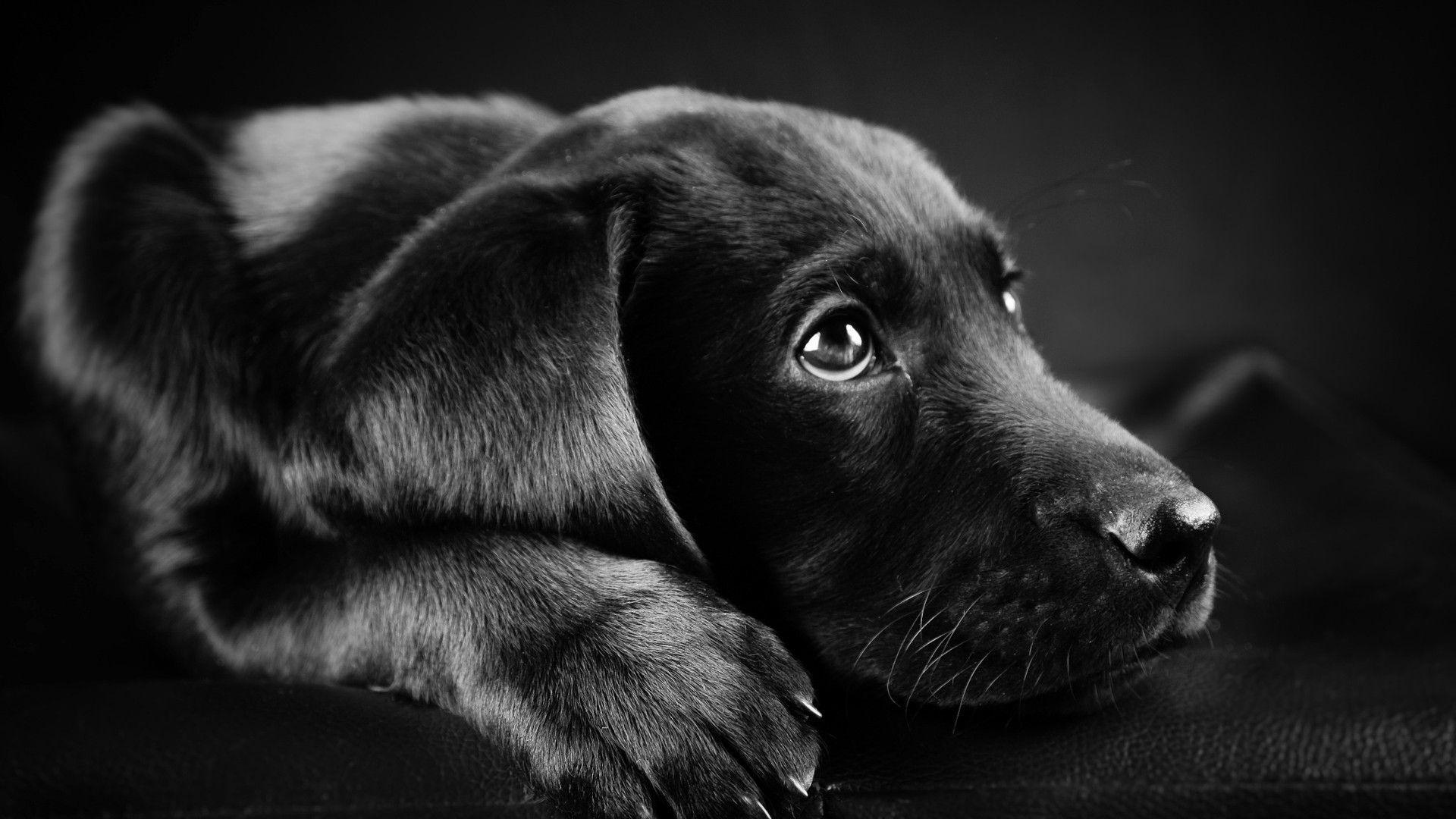 1920x1080 dog, Animals, Labrador Retriever, Black, Puppies, Closeup, Face, Black Background Wallpaper HD / Desktop and Mobile Background