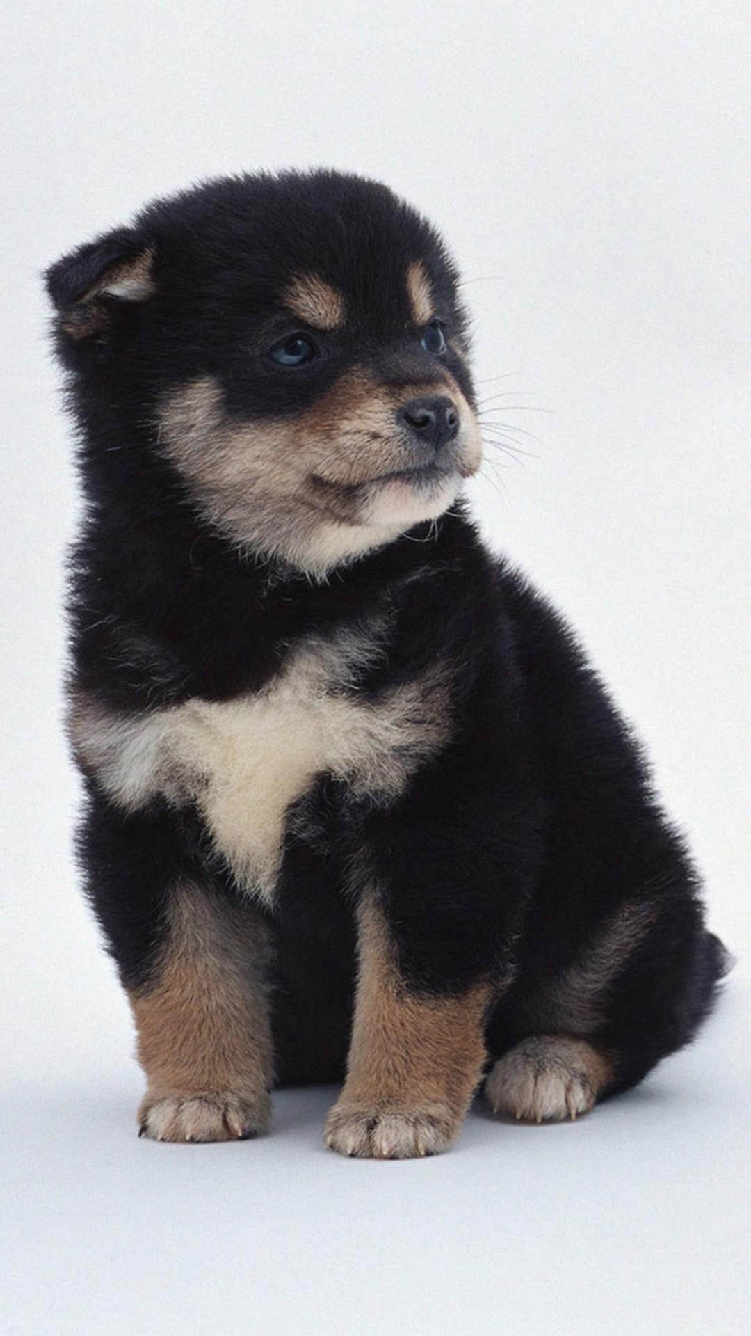 1080x1920 Cute Dogs HD Wallpaper for OnePlus 3