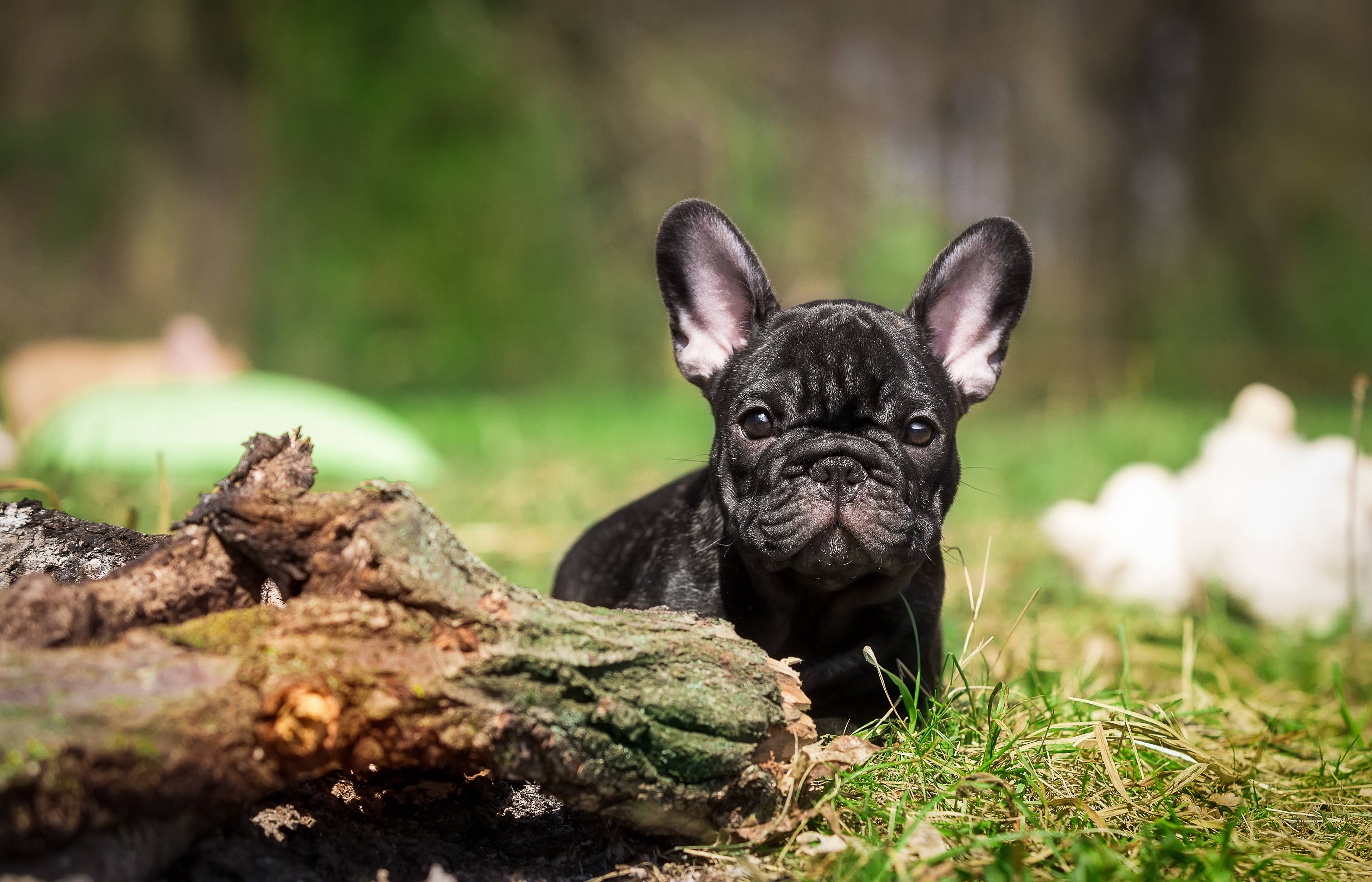3840x2468 French Bulldog Puppy, Black, Grass）HD Dog Wallpaper