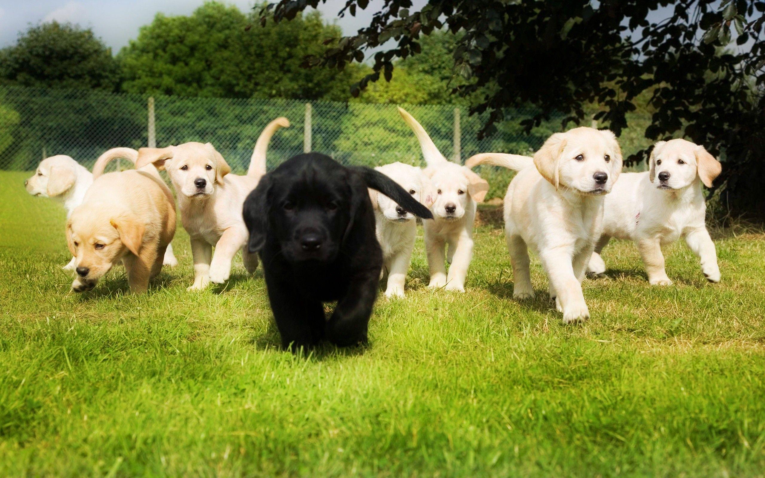 2560x1600 Labrador Puppies Wallpaper