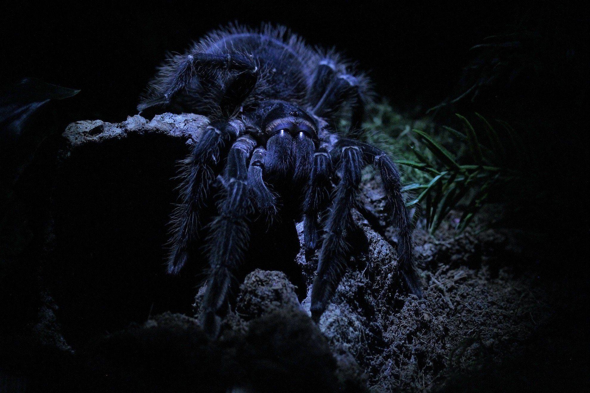 1980x1320 macro, Spider, Tarantula Wallpaper HD / Desktop and Mobile Background