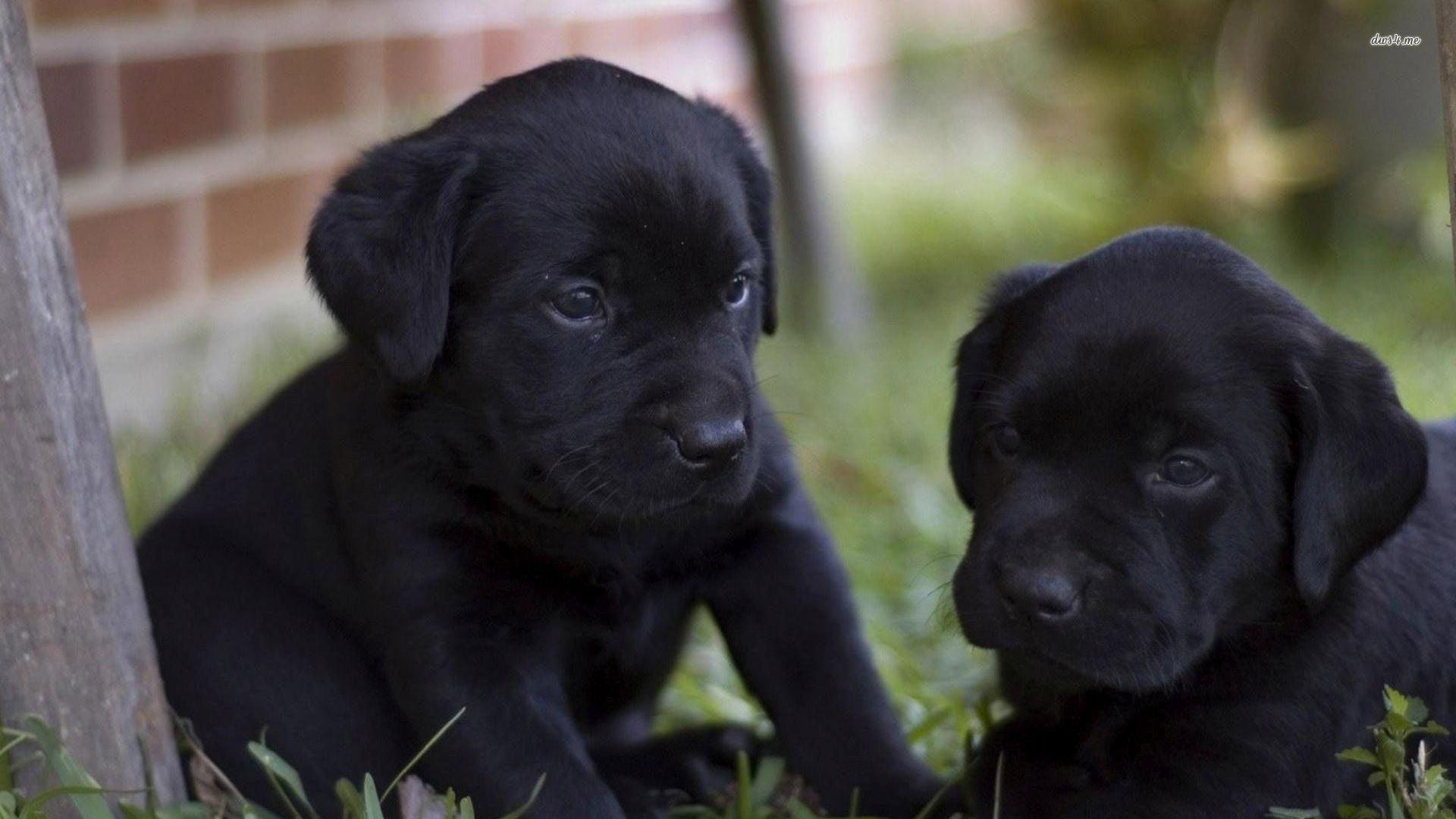 1920x1080 Free download Black Labrador Puppies wallpaper Animal wallpaper 27901 [1920x1080] for your Desktop, Mobile & Tablet. Explore Black Lab Puppy Wallpaper. Black Lab Puppy Wallpaper, Lab Puppy Wallpaper, Chocolate Lab Puppy Wallpaper