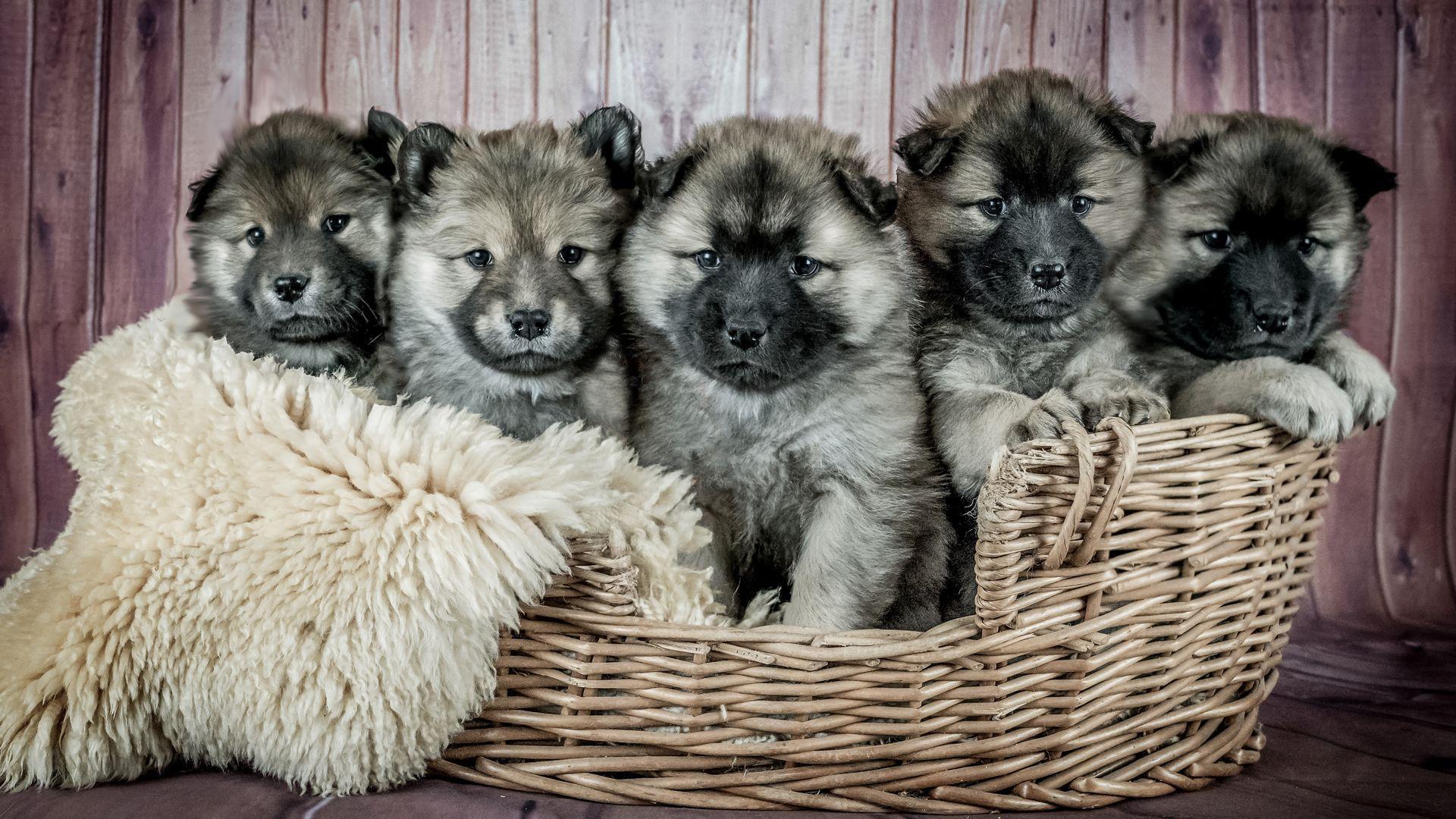 1920x1080 Cute Puppy Wallpaper