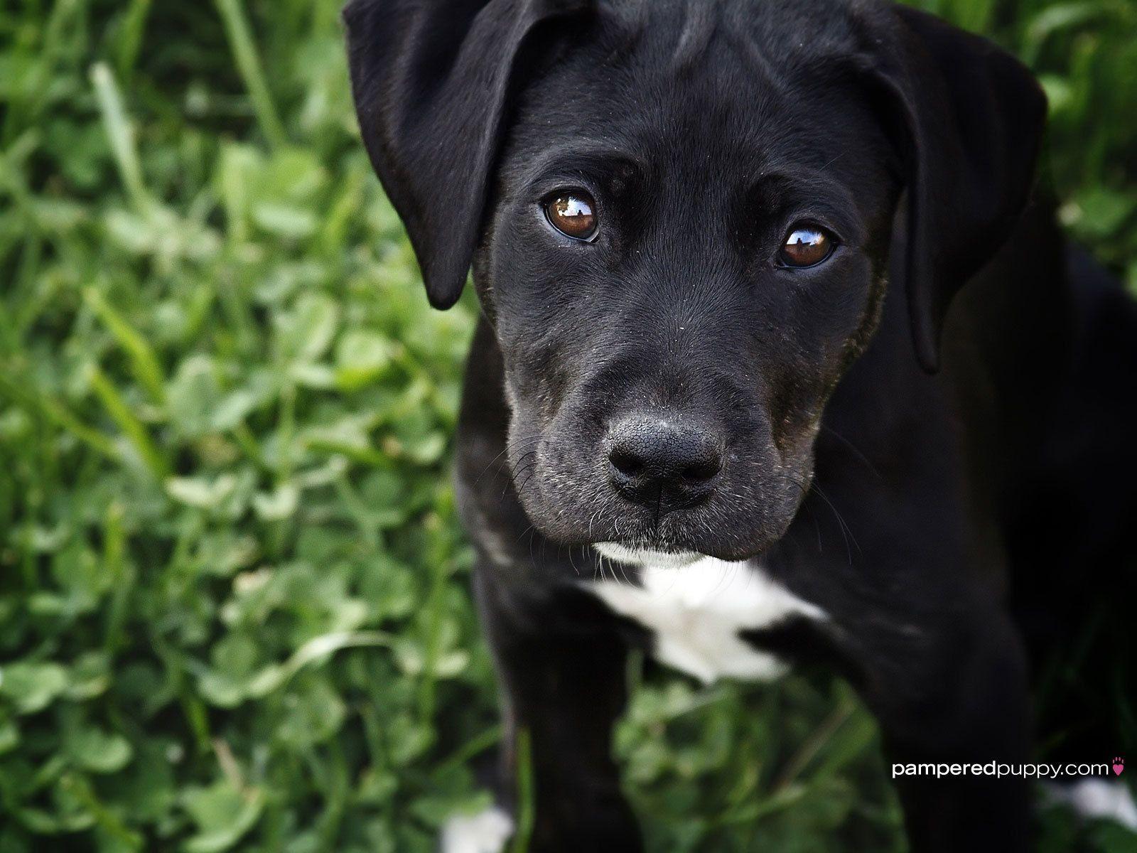 1600x1200 Labrador Puppies Wallpaper
