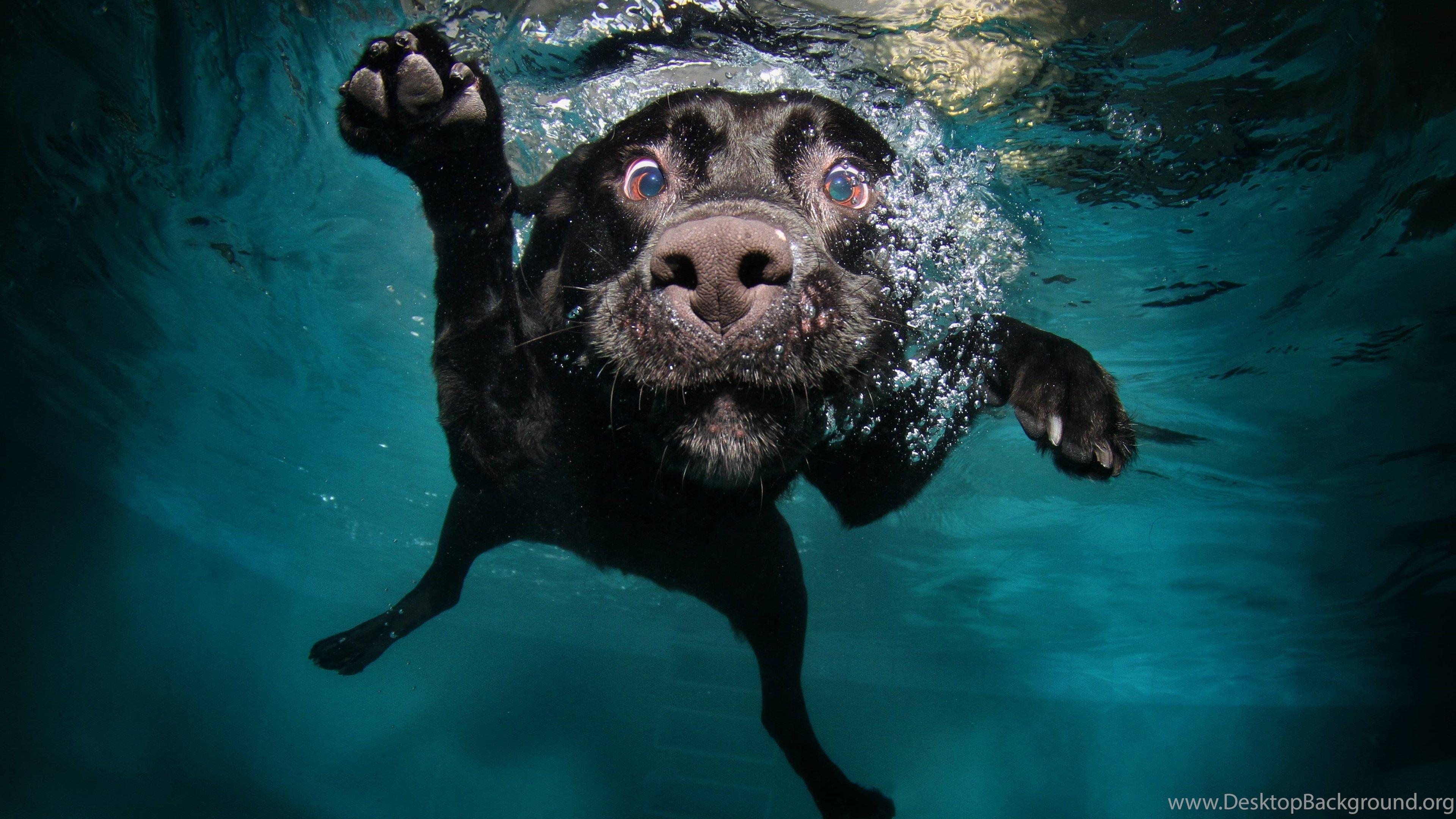 3840x2160 Black Lab Puppy Wallpaper Desktop Background