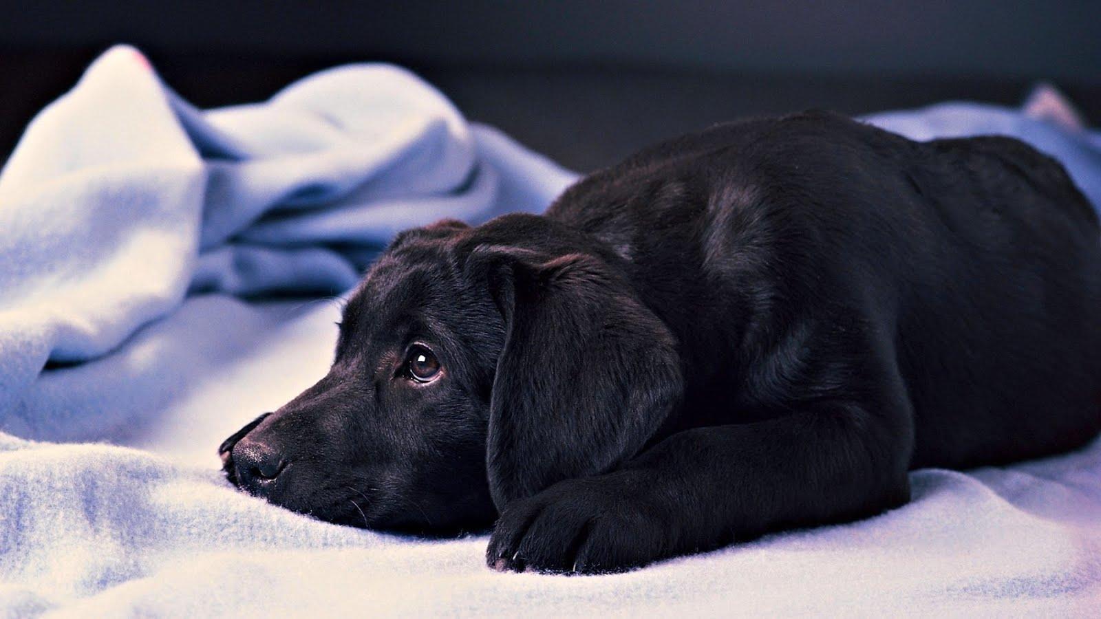 1600x900 Download Black Labrador Retriever Puppy Wallpaper, iPhone Background Retriever Dog
