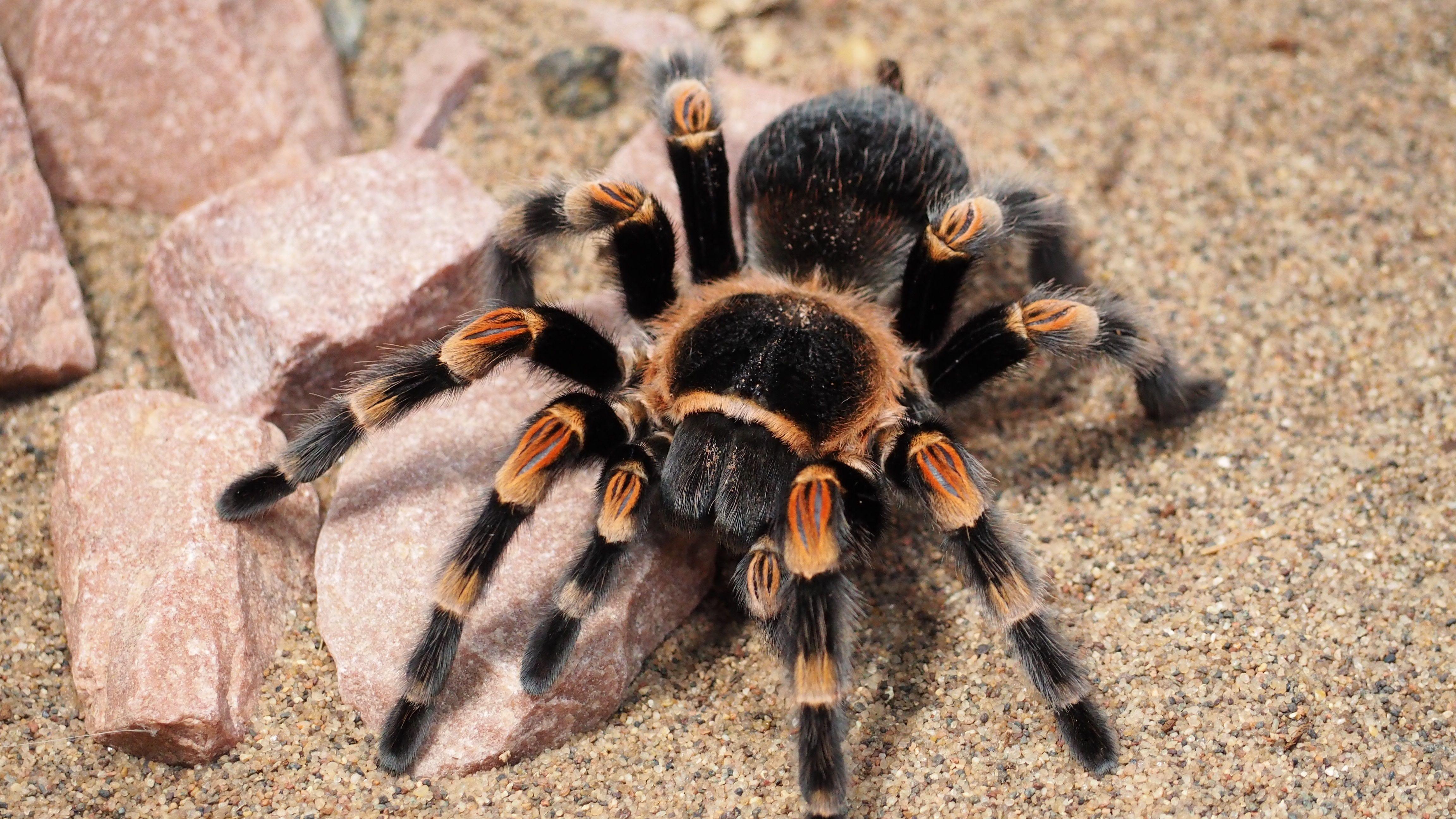 4608x2592 Arachnid Collection See All #Wallpaper : #wallpaper #background #animals. Red knee tarantula, Spider picture, Tarantula