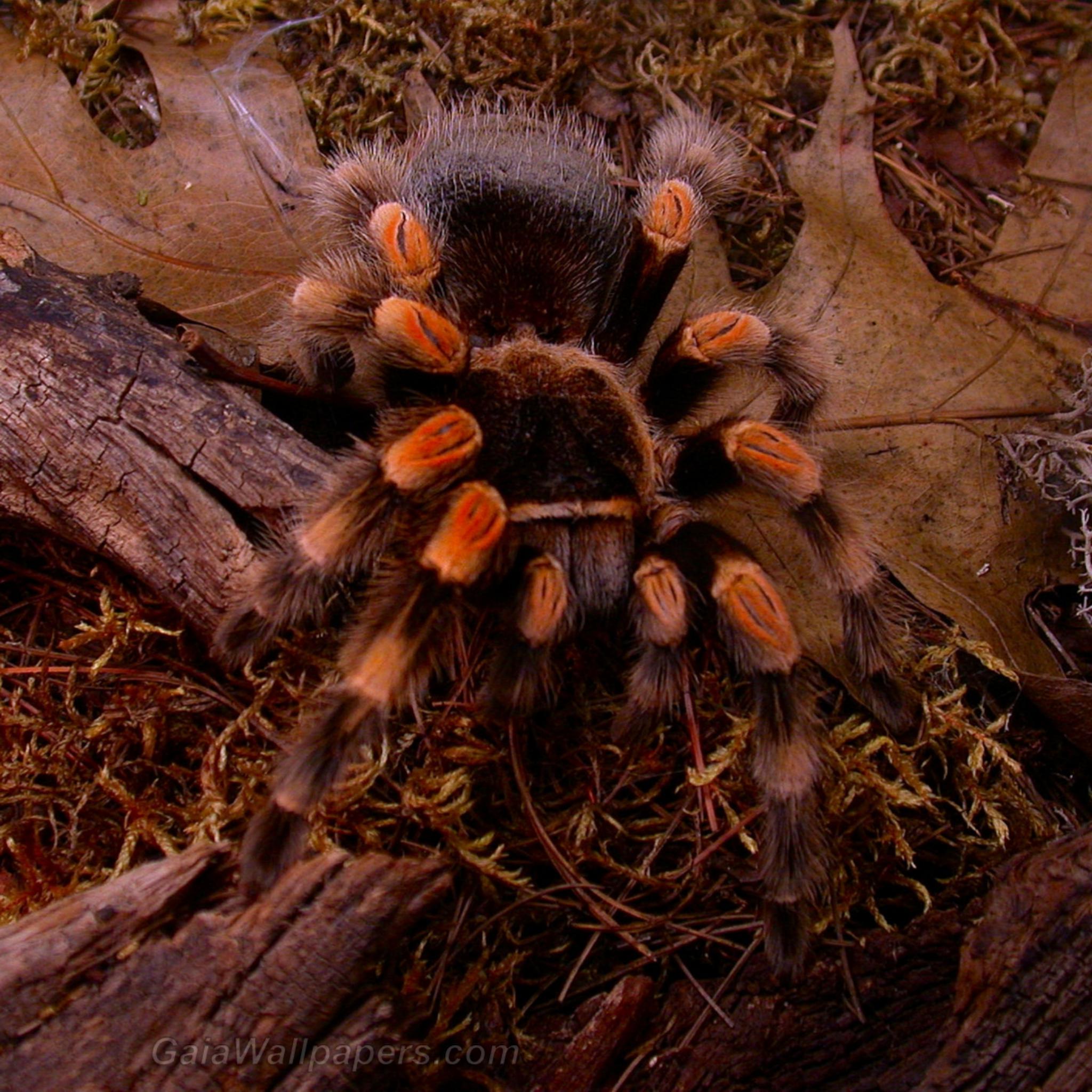 2048x2048 Tarantula wallpaper 2048x2048 Desktop Wallpaper