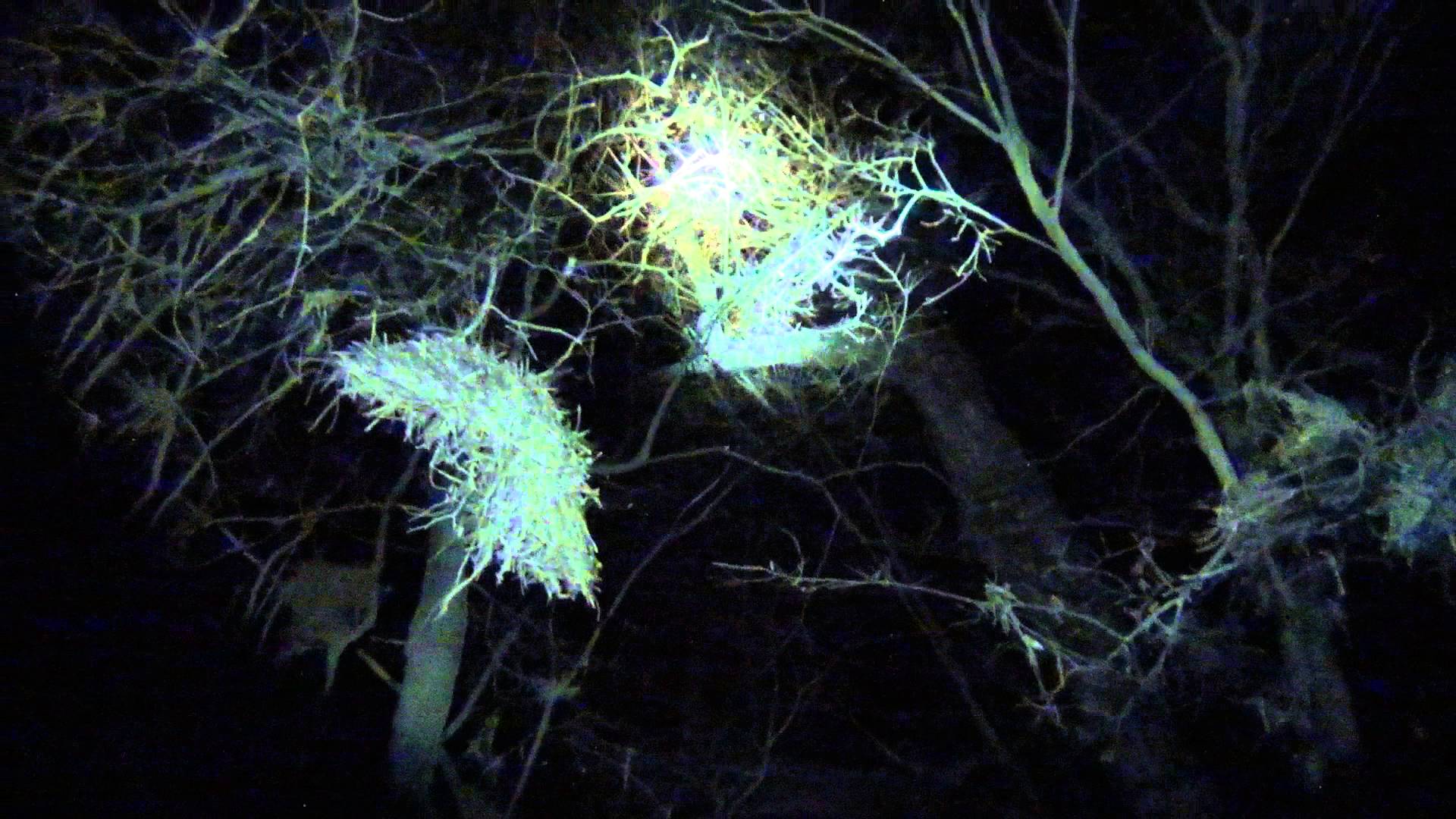1920x1080 GrNtCh CounterFit Treed Up In Tree Coon Hunting 2 6 16