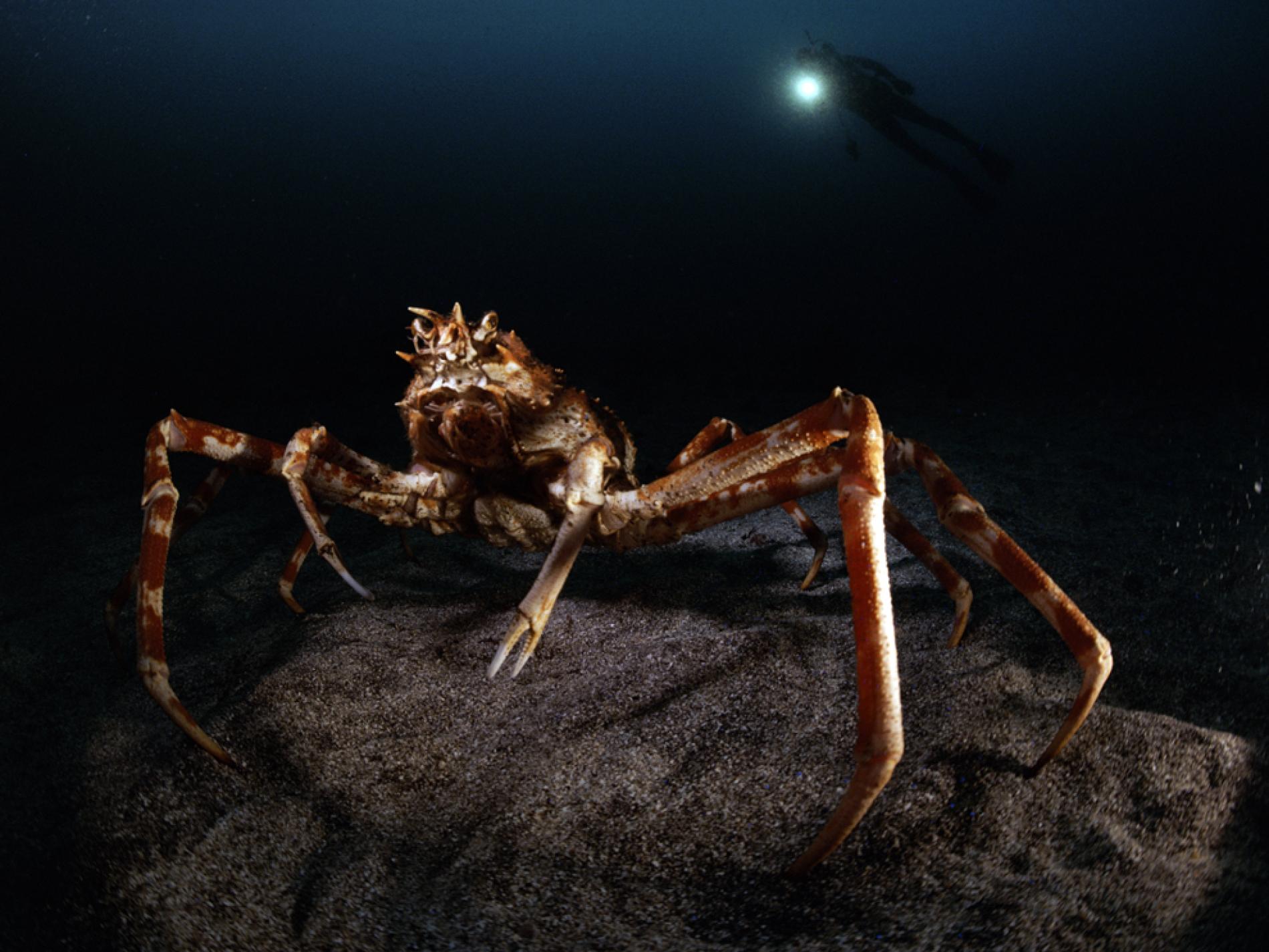 1900x1425 Giant Sea Creature Picture, Giant Sea Creature Photo, Photo Gallery, Picture Gallery, Desktop Wallpaper