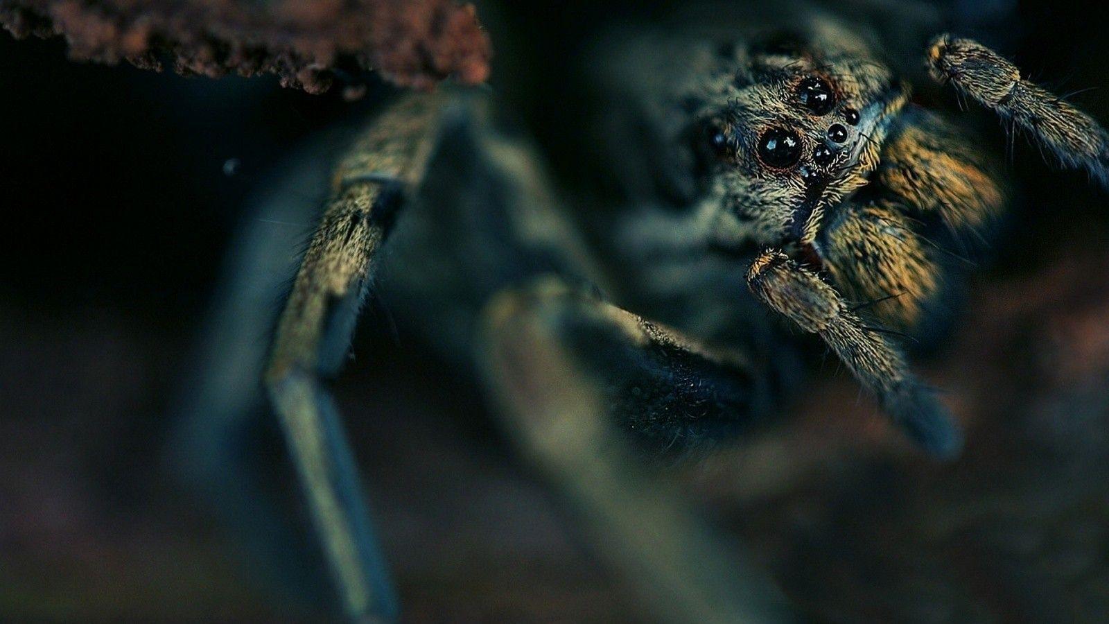 1600x900 Tarantula Photo. New image. HD new image. photo. wallpaper. Dark wallpaper, Free picture, Tarantula