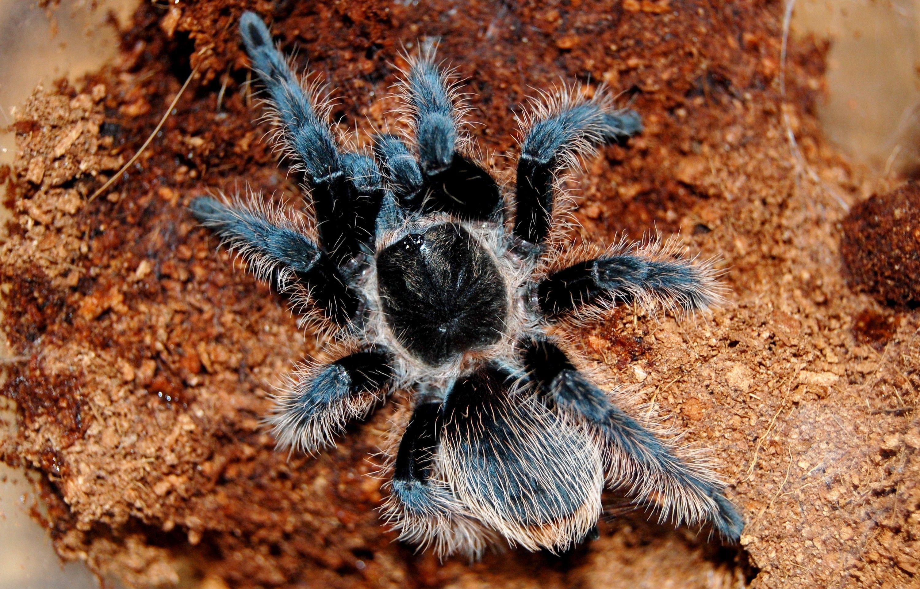 3000x1923 spiders tarantula arachnids 3000x1923 wallpaper High Quality Wallpaper, High Definition Wallpaper