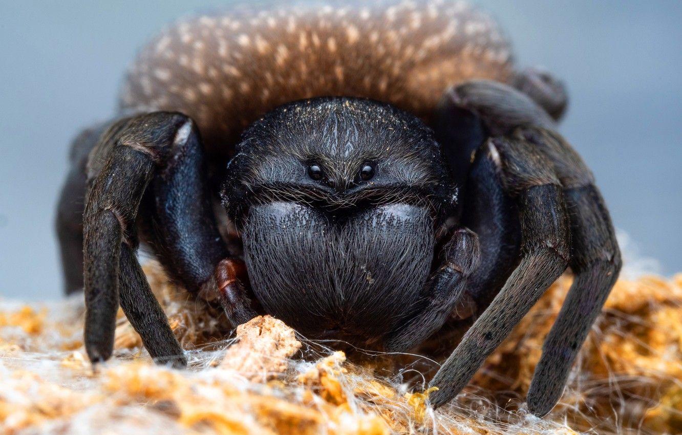 1332x850 Wallpaper eyes, look, macro, background, black, portrait, spider, tarantula image for desktop, section макро