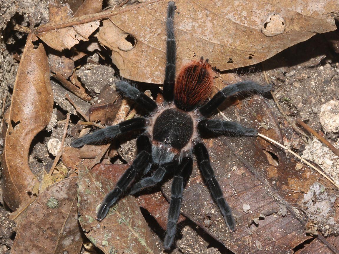 1152x864 Tarantula Spider Wallpaper. Spider, Tarantula, Animal wallpaper