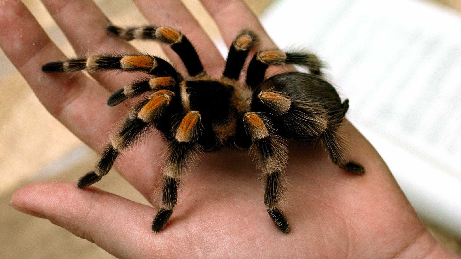 1600x900 Tarantula wallpaper, Animal, HQ Tarantula pictureK Wallpaper 2019
