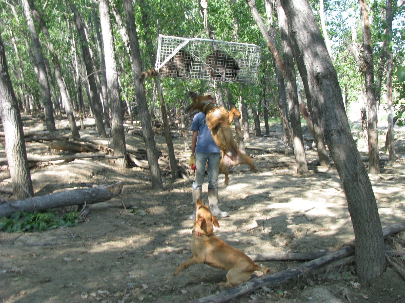 Coon Hunting Wallpapers - Top Free Coon Hunting Backgrounds