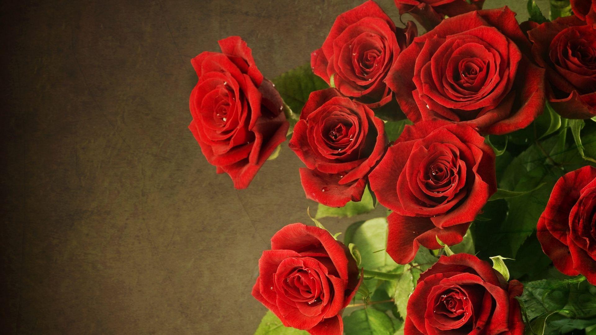 1920x1080 Elegant Rose Wallpaper HD 2019
