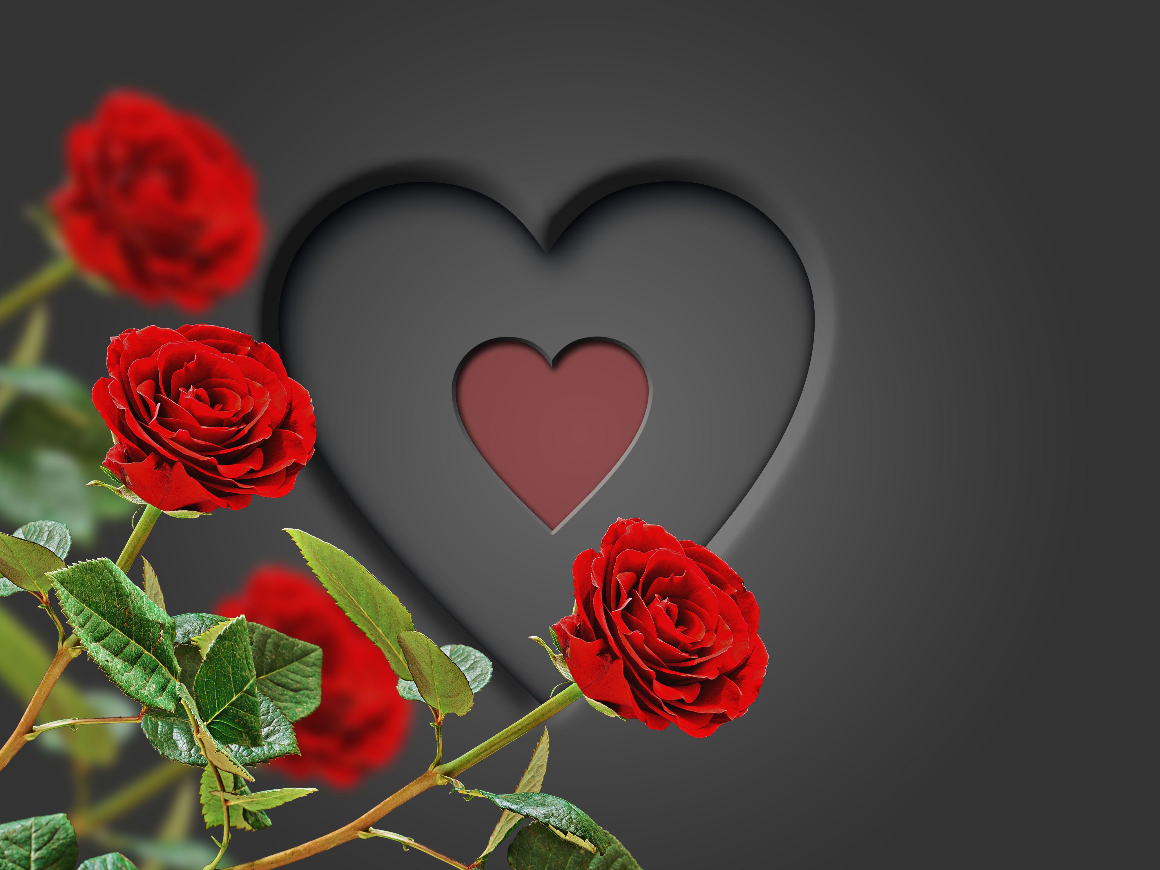 Romantic Rose Wallpapers - Top Free Romantic Rose Backgrounds -  WallpaperAccess