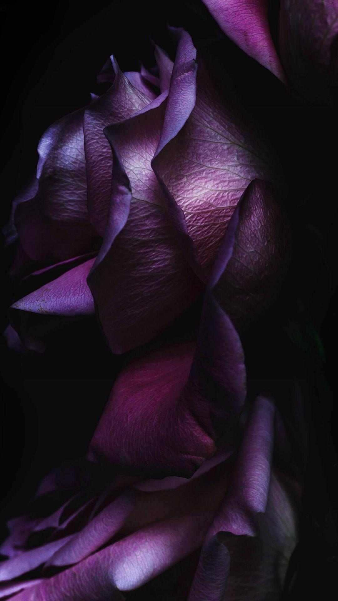 1080x1920 Pure Elegant Rose Flower Macro #iPhone #wallpaper. Purple roses wallpaper, Purple flowers wallpaper, Dark flowers