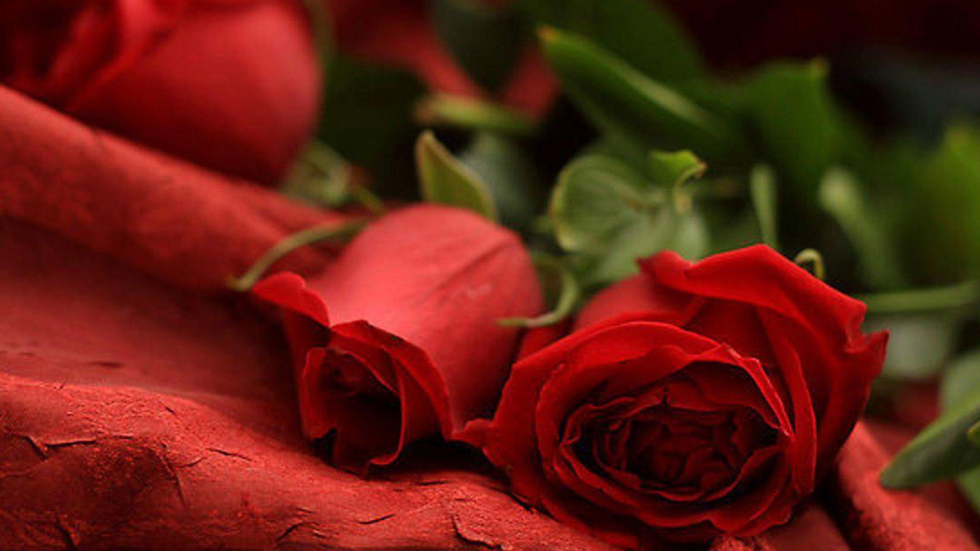 Rose Valentine'S Day - Free photo on Pixabay - Pixabay