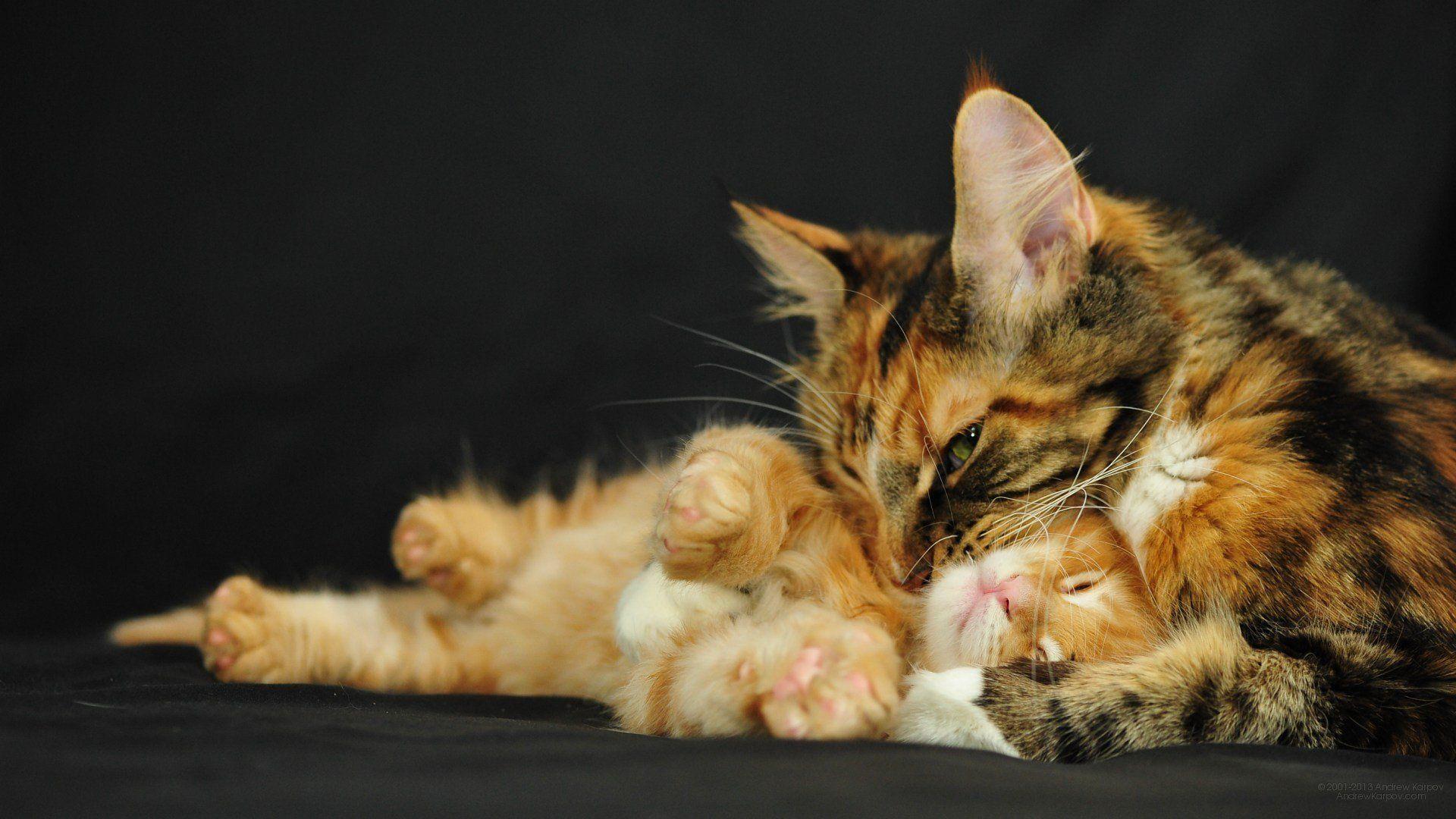 Coon Hunting Wallpapers - Top Free Coon Hunting Backgrounds