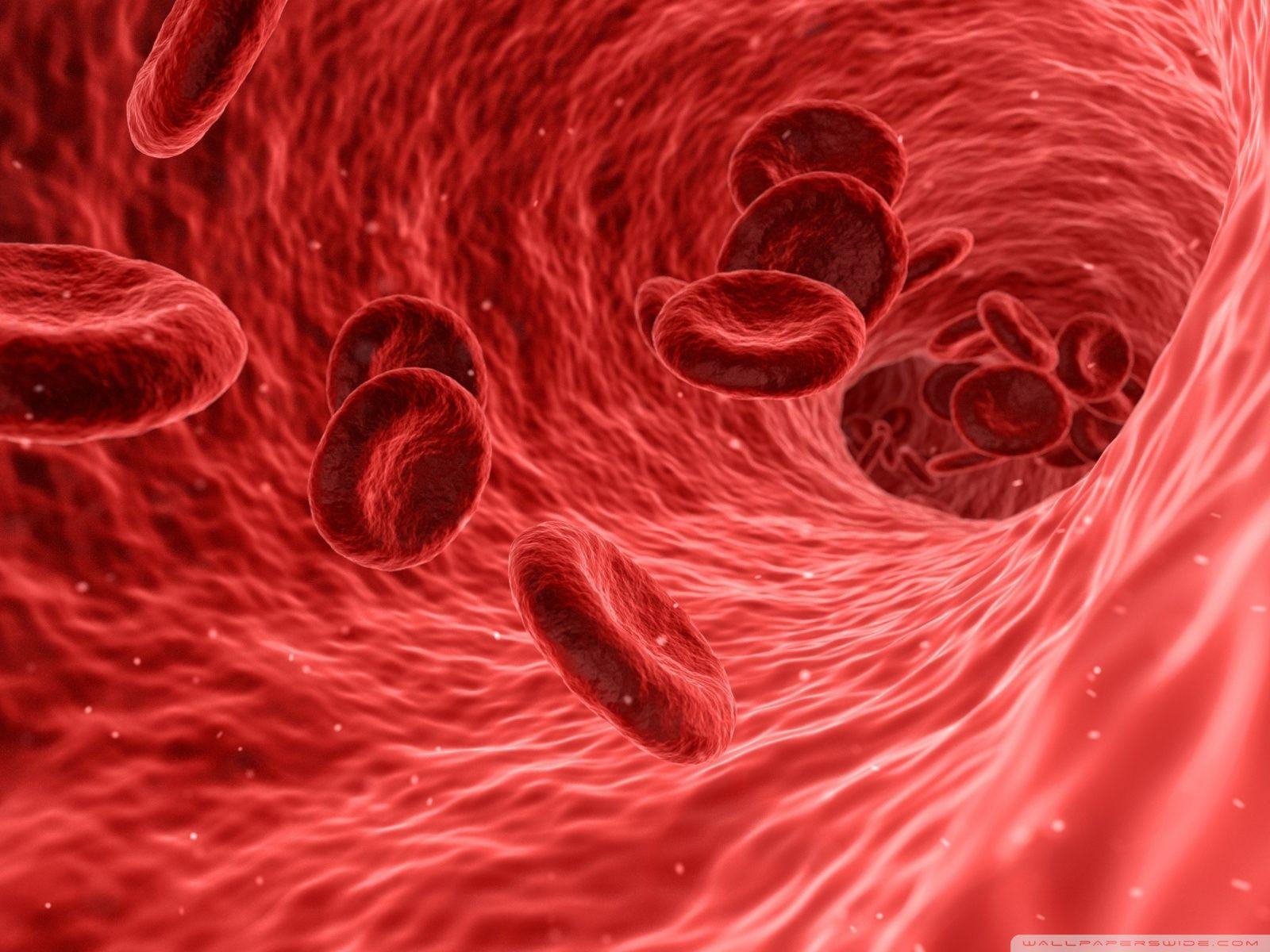 1600x1200 Red Blood Cells Microscope Ultra HD Desktop Background Wallpaper for 4K UHD TV : Widescreen & UltraWide Desktop & Laptop : Multi Display, Dual Monitor : Tablet