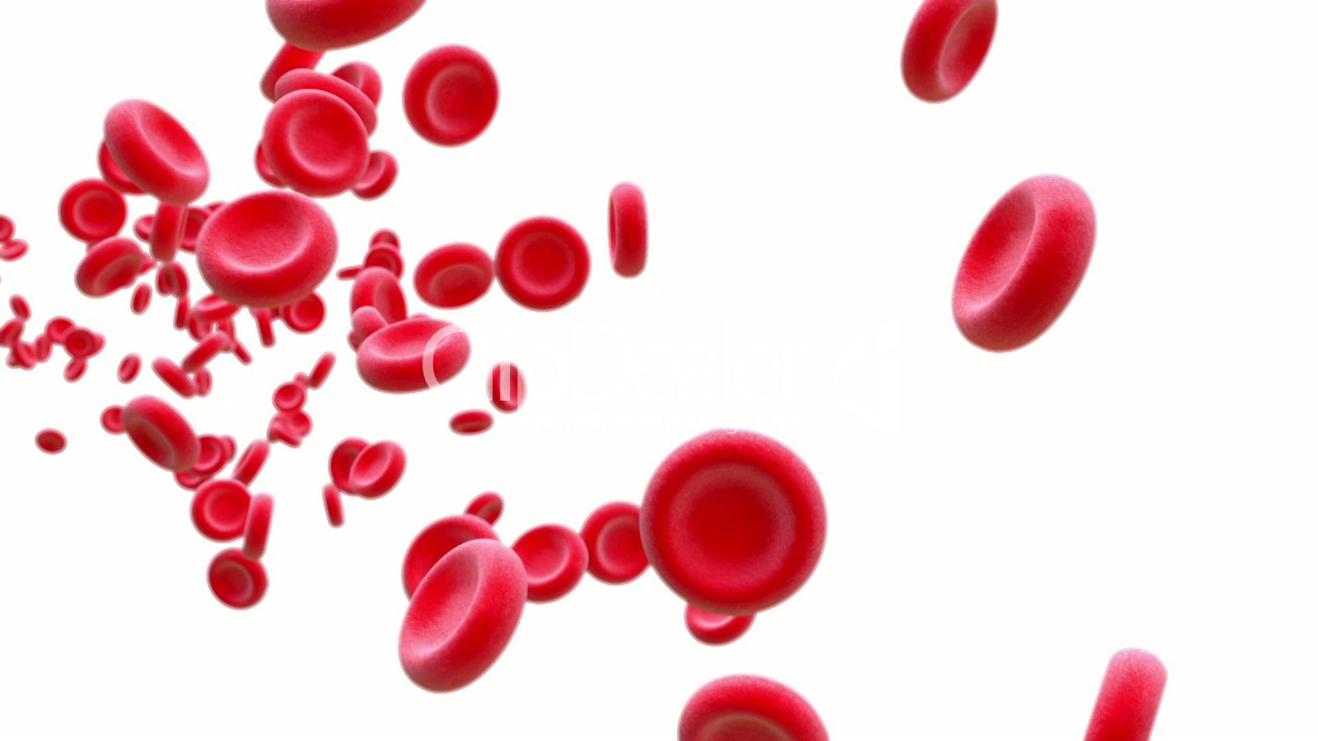 1920x1080 Red Blood Cells Wallpaper