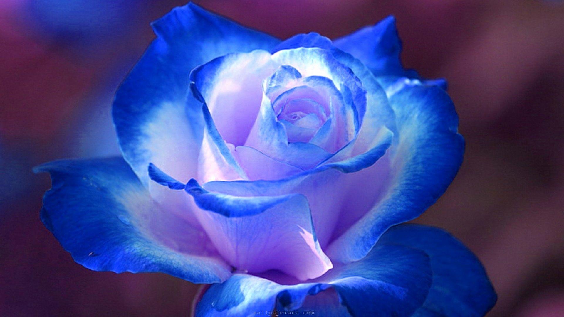 1920x1080 Blue Roses Wallpaper Elegant Blue Roses Wallpaper 58 Image Combination of The Hudson
