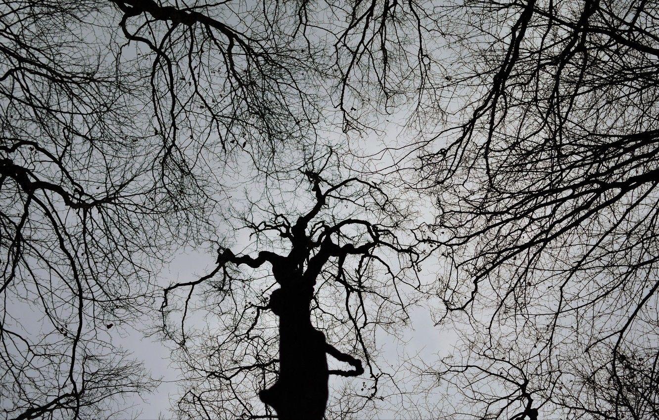1332x850 Wallpaper dark, white, black, sky, trees, nature, branches, gloomy, 4k uhd background, b & w image for desktop, section природа