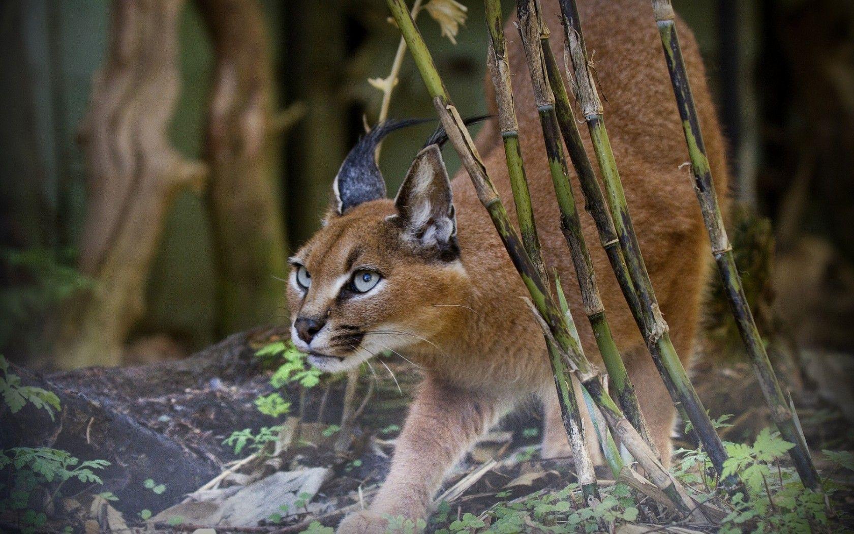 Coon Hunting Wallpapers - Top Free Coon Hunting Backgrounds